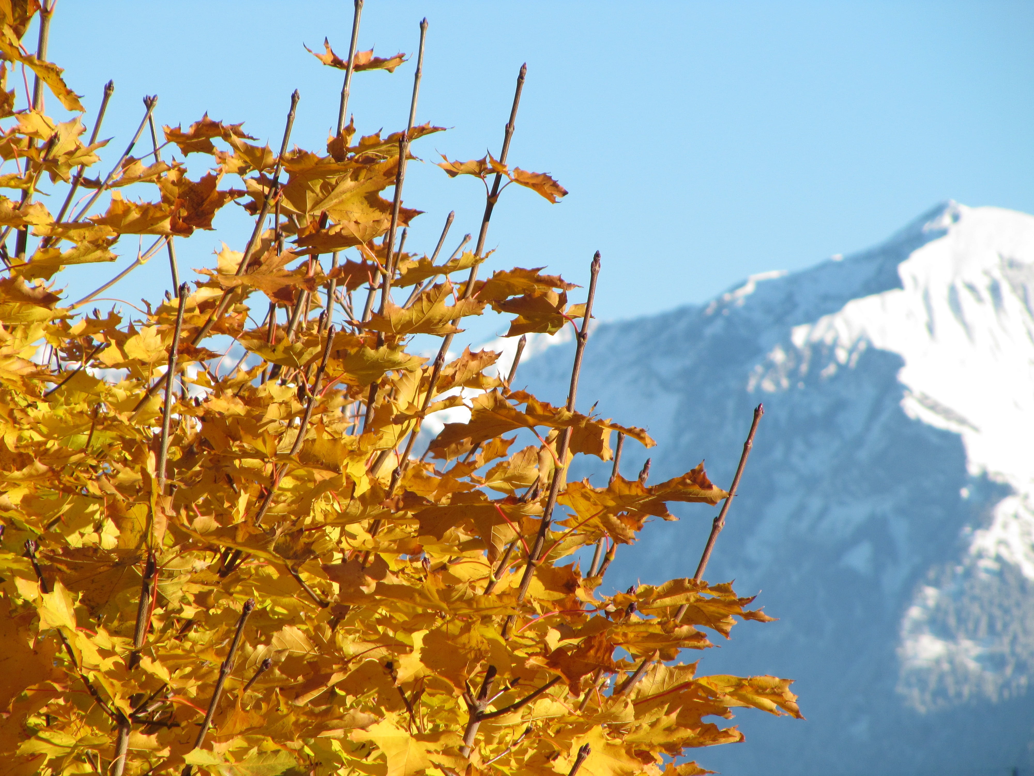 yellow, mountain, fall leaves, change, flowering plant, growth, gold, no people, fall foliage, plant part, 4K, golden yellow, orange, chur, Leaf, fall color, HD Wallpaper