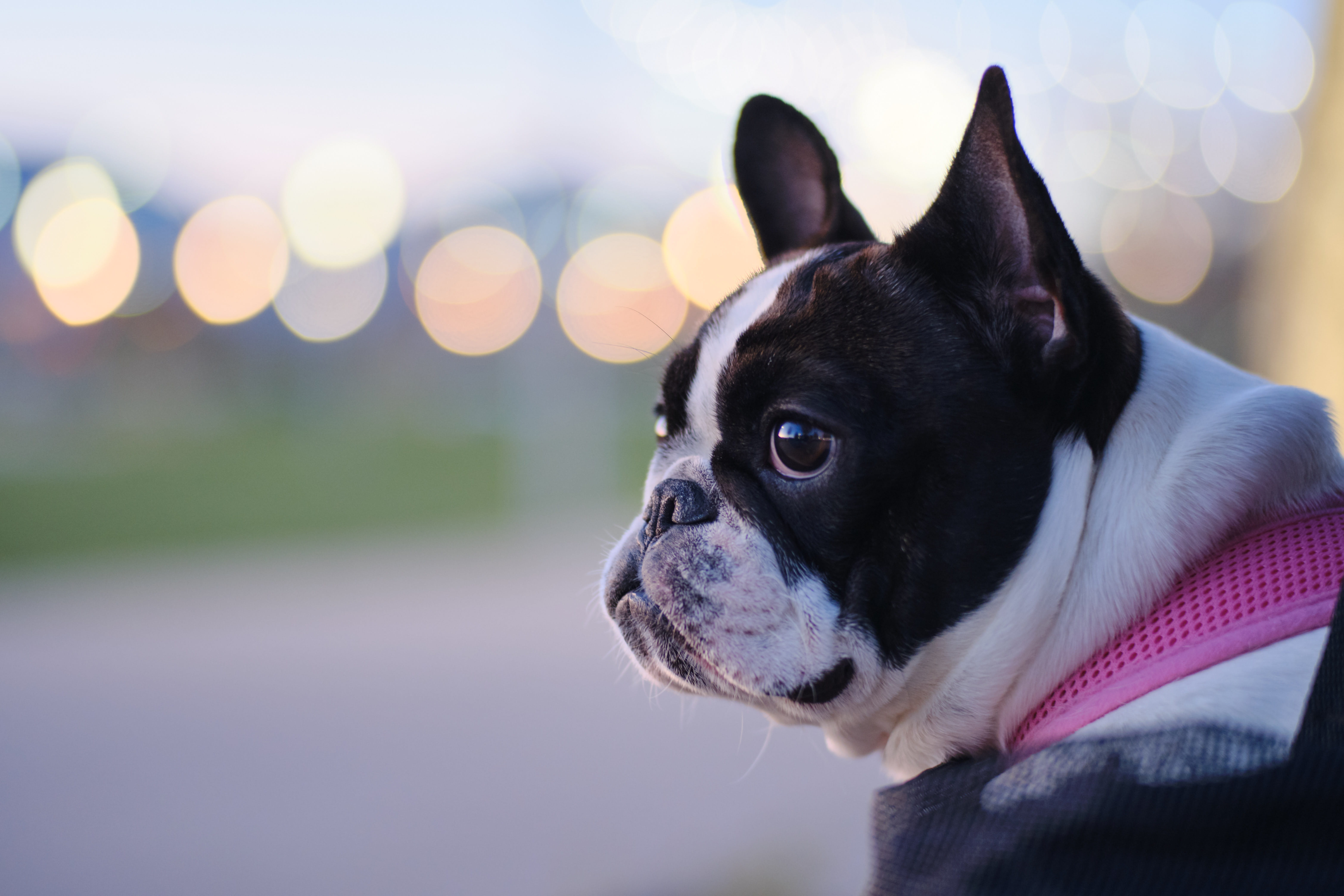 pitbull, animal, animal head, boston bull, one animal, bulldog, vertebrate, small, day, french bulldog, pets, animal themes, domestic, white dog, 5K, looking away, HD Wallpaper