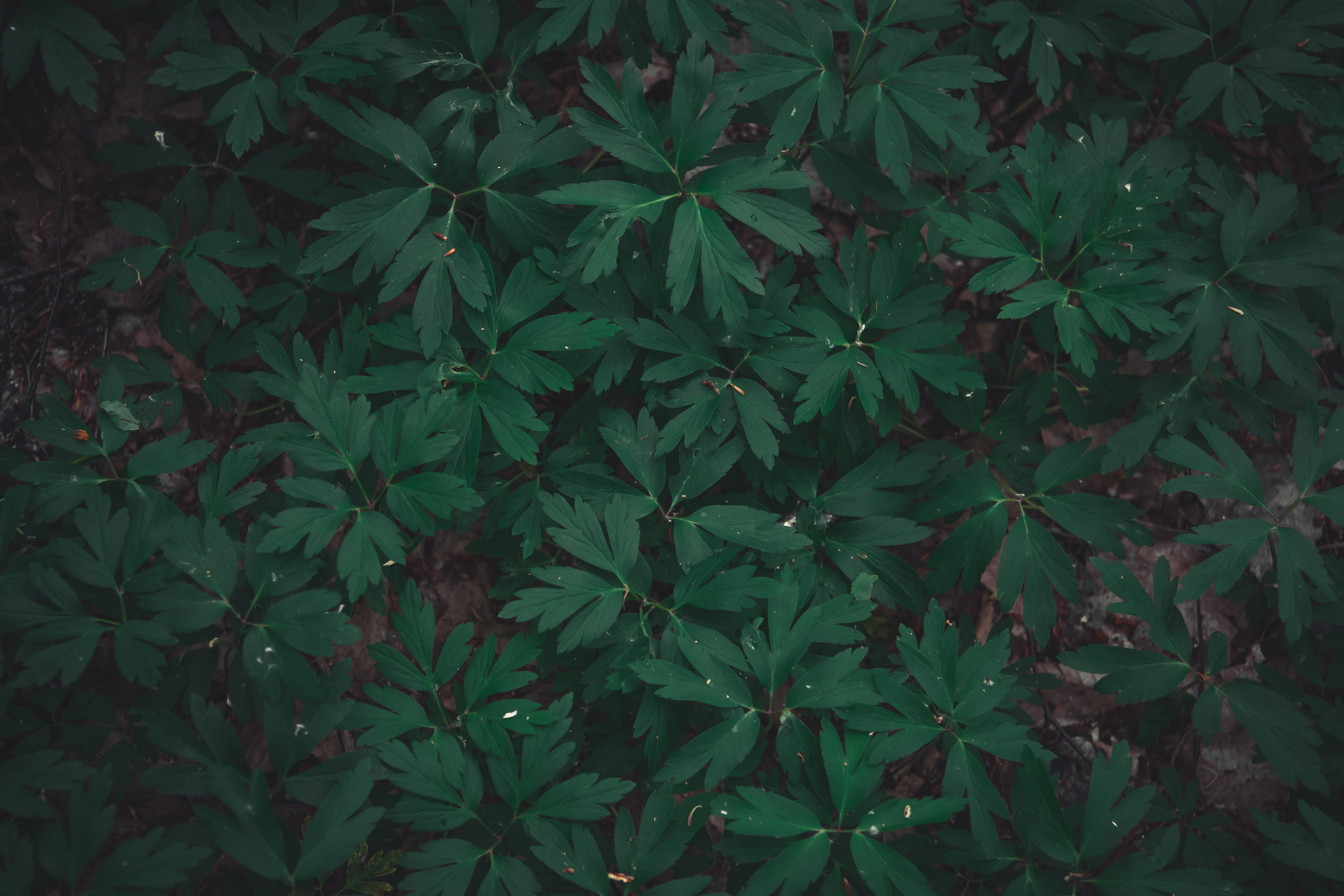 day, tree, growth, pattern, goblet, nature, beauty in nature, outdoors, plant, close-up, foliage, front or back yard, plant part, full frame, invertebrate, HD Wallpaper