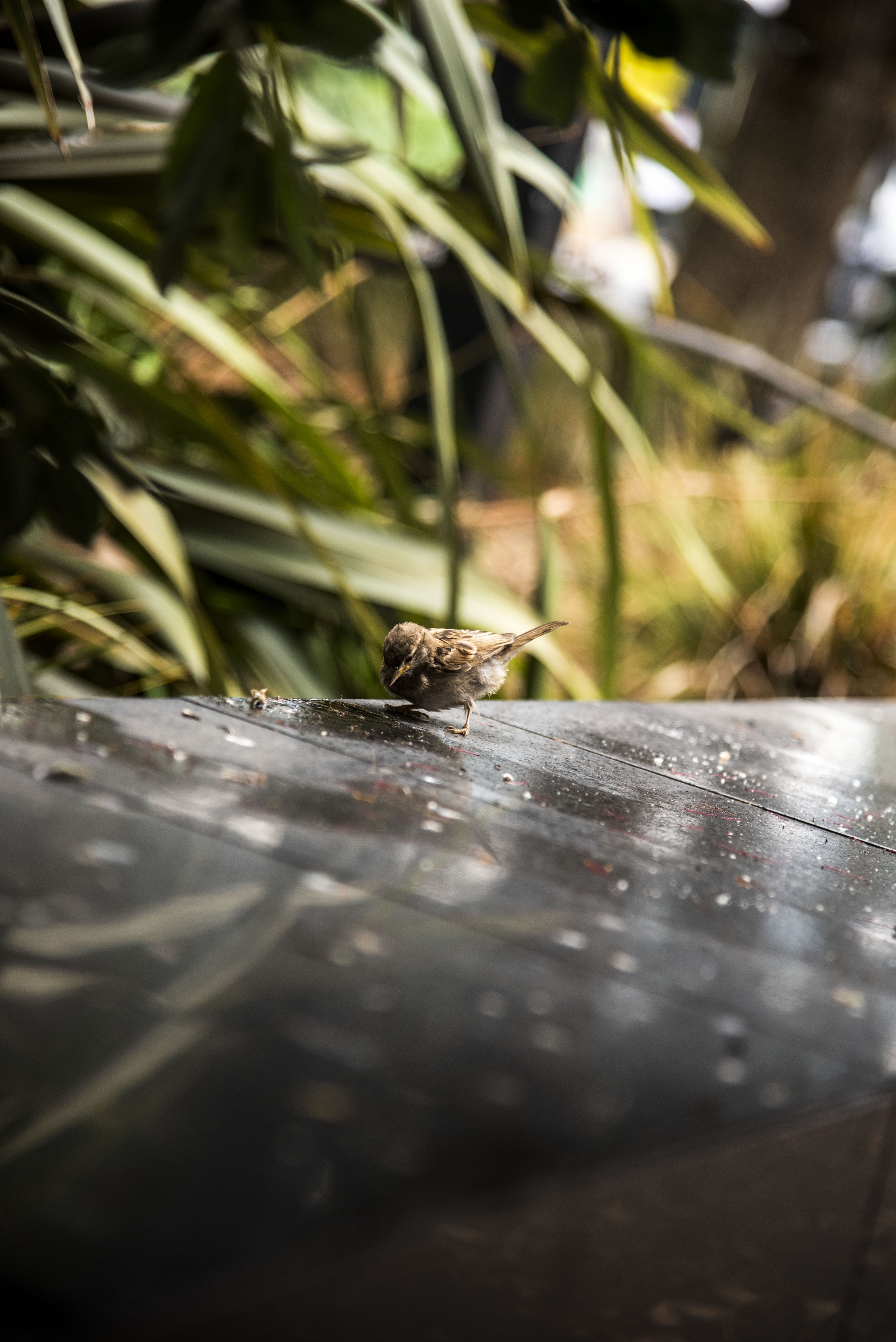 animal themes, plant, garden, outdoors, bird, one animal, growth, selective focus, drink, water, insect, surface level, table, glass reflection, green, Phone HD Wallpaper