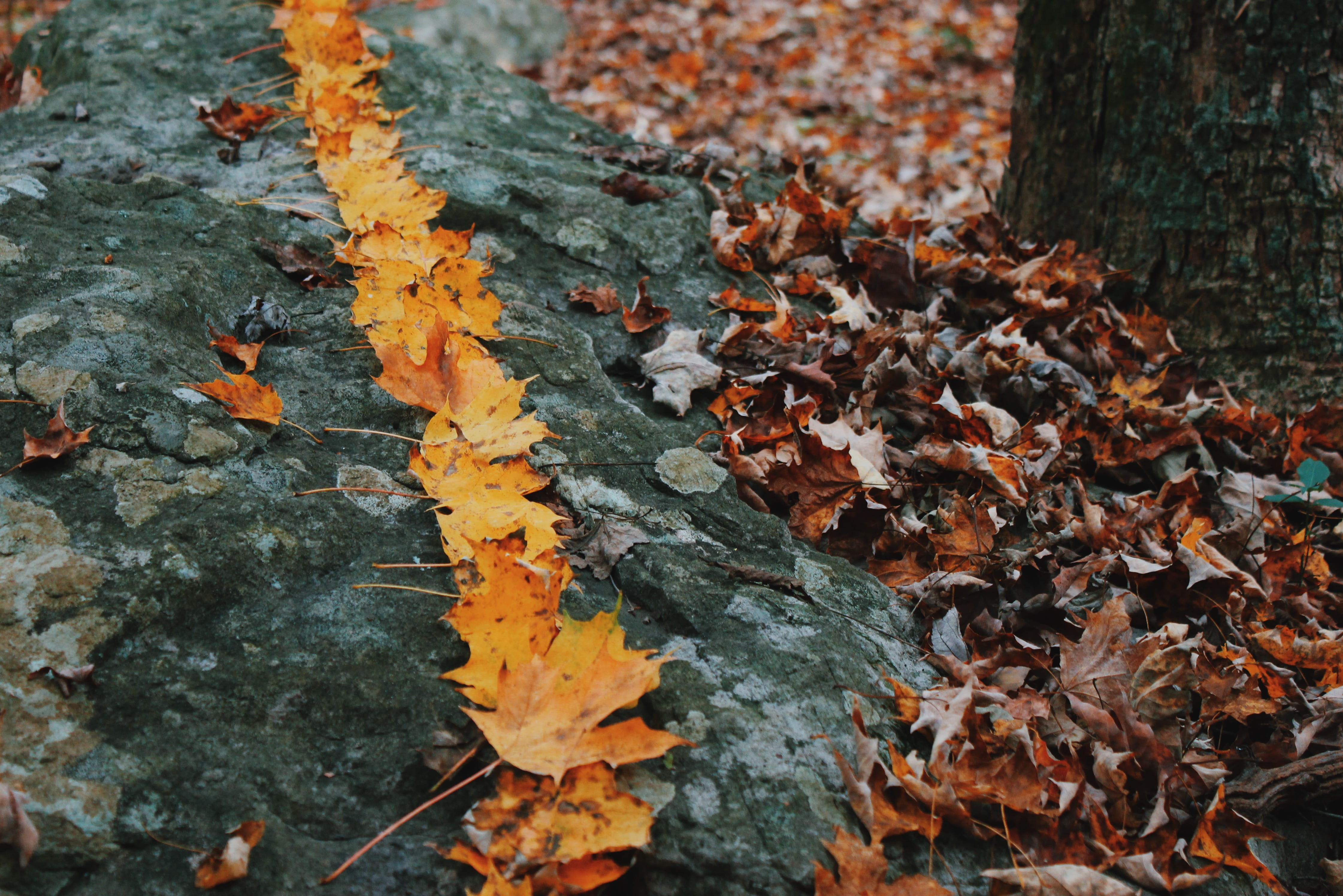 leaved, trunk, floor, leisure activities, change, outdoors, 4K, bird, maple, plant part, autumn, maple leaf, sports, swimming, fall, robin, no people, HD Wallpaper