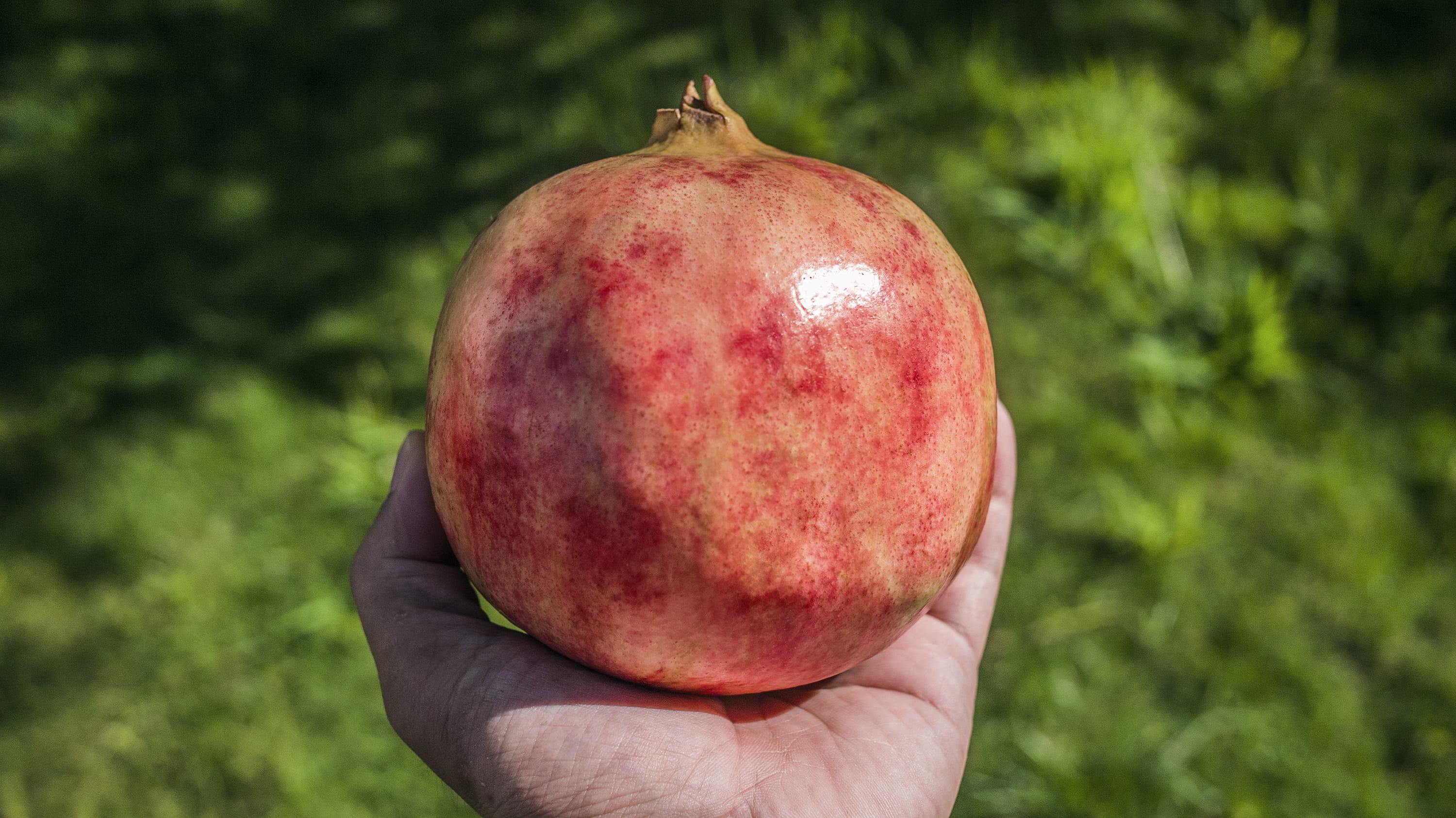 persimmon, 2K, nature, close-up, day, one person, healthy eating, field, hand, food and drink, wellbeing, produce, human hand, focus on foreground, red, HD Wallpaper
