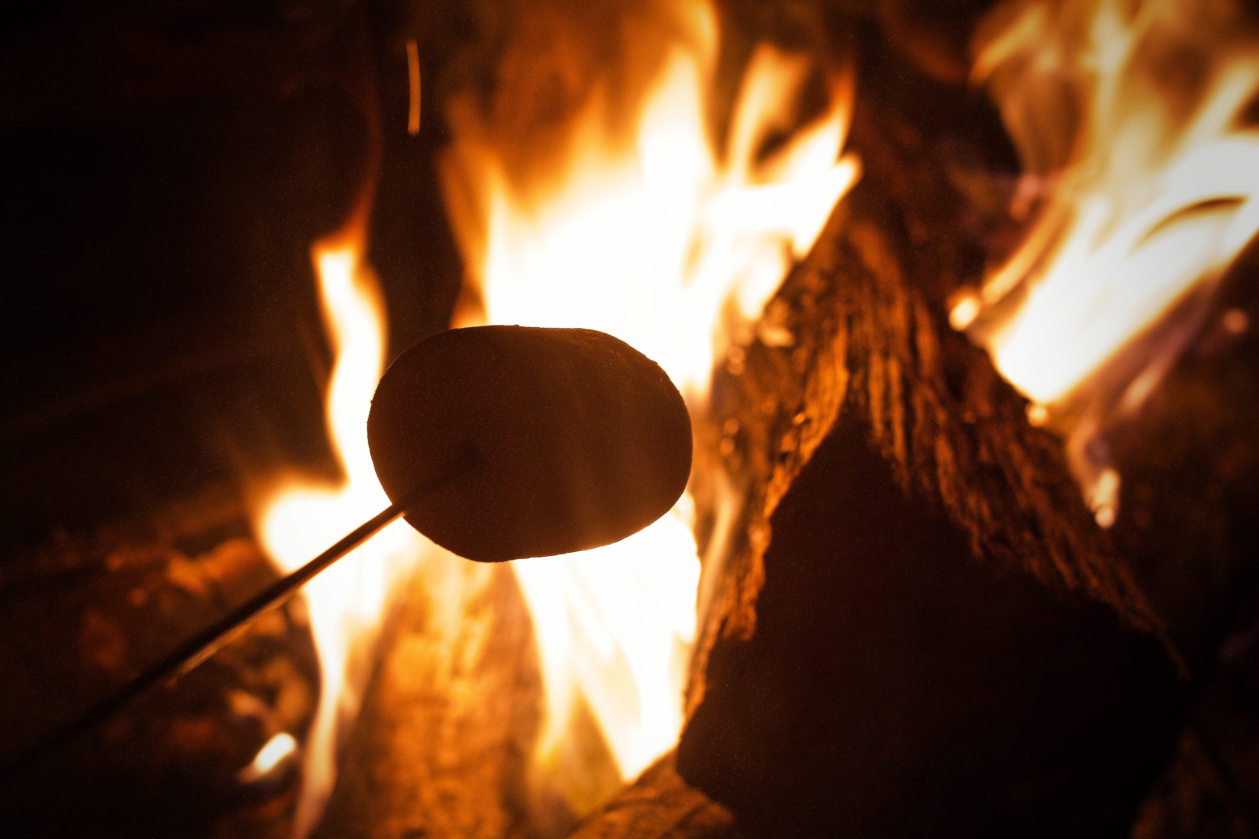 hot dog, selective focus, goblet, simplicity, tree, lighting equipment, night, burning, hearth, indoors, night life, bread, bonfire, fire, ornate, fuel and power generation, HD Wallpaper