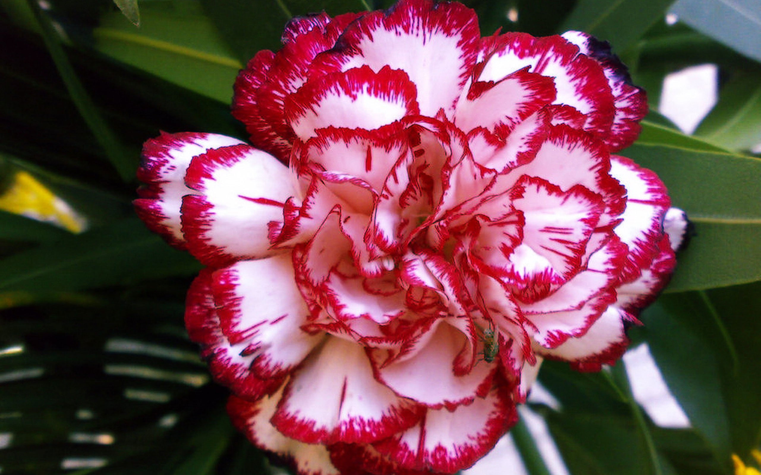 beautifu, 2K, carnation, flower, HD Wallpaper