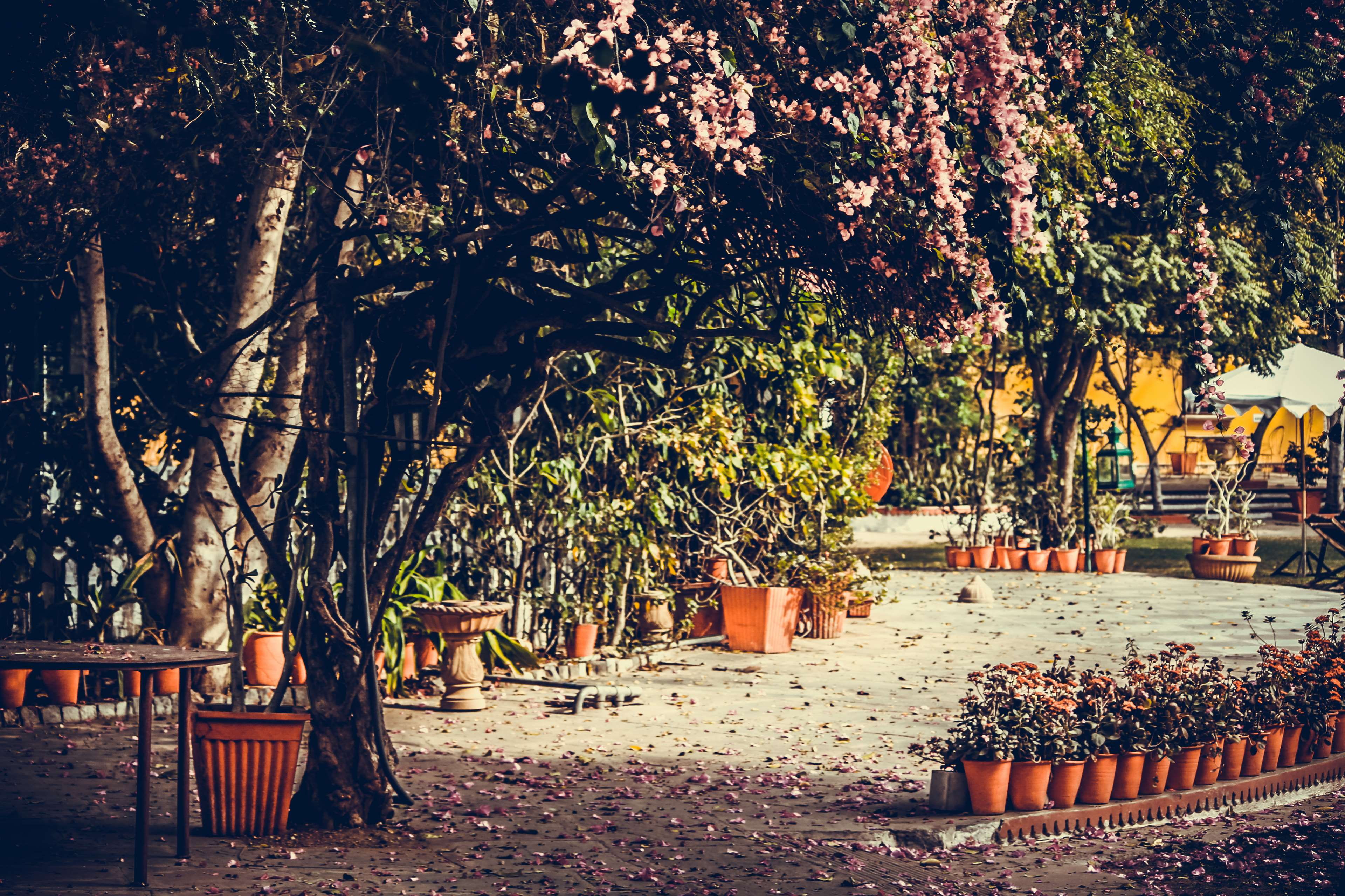 plant, outdoors, land, no people, peace, architecture, flowers, growth, tree trunk, trunk, sunlight, beautifu, plants, peaceful, branch, beauty, 4K, seat, HD Wallpaper