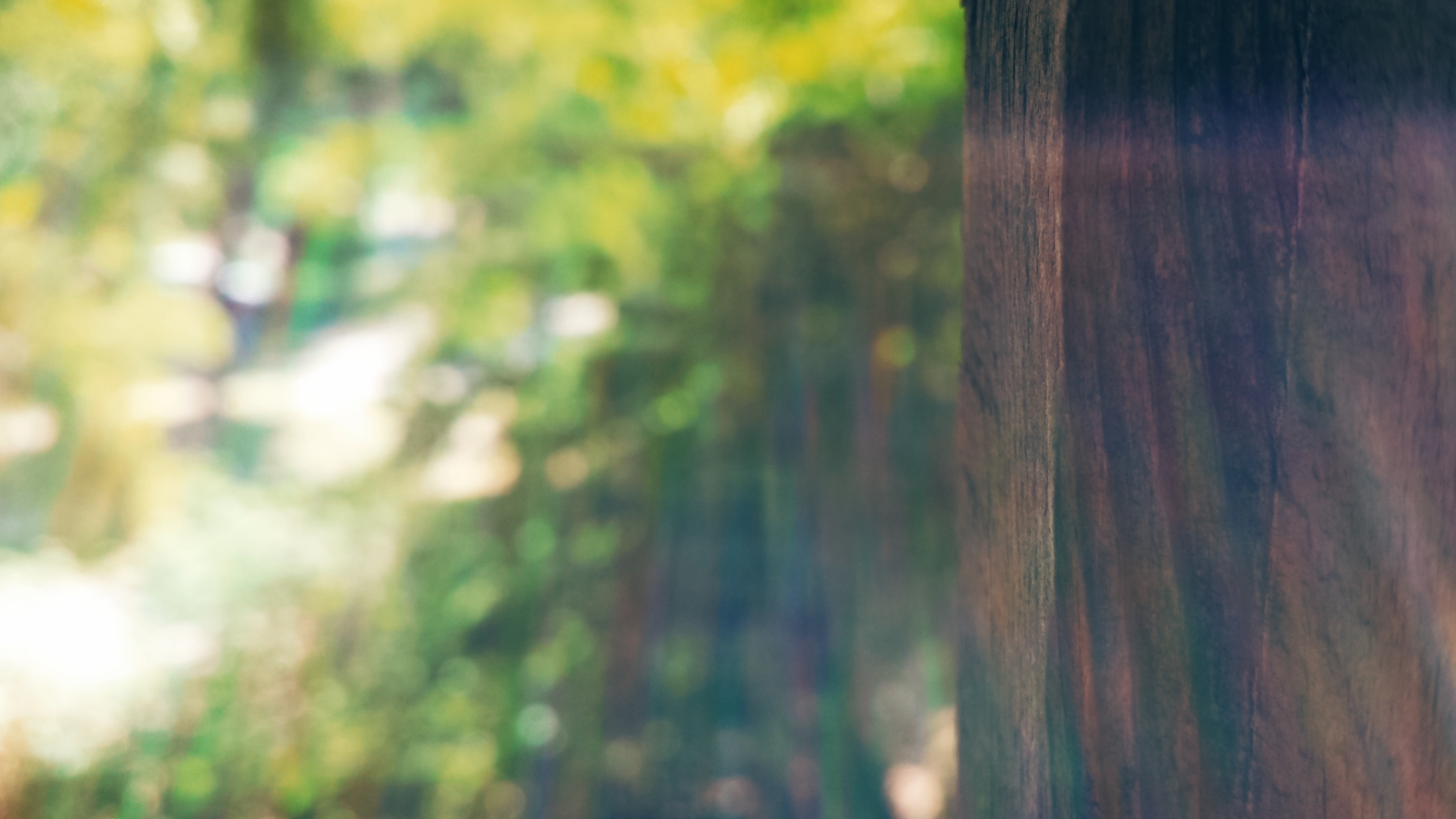 growth, planks, selective focus, plant, close-up, green color, trunk, bamboo - plant, no people, tree, beauty in nature, outdoors, focus on foreground, HD Wallpaper