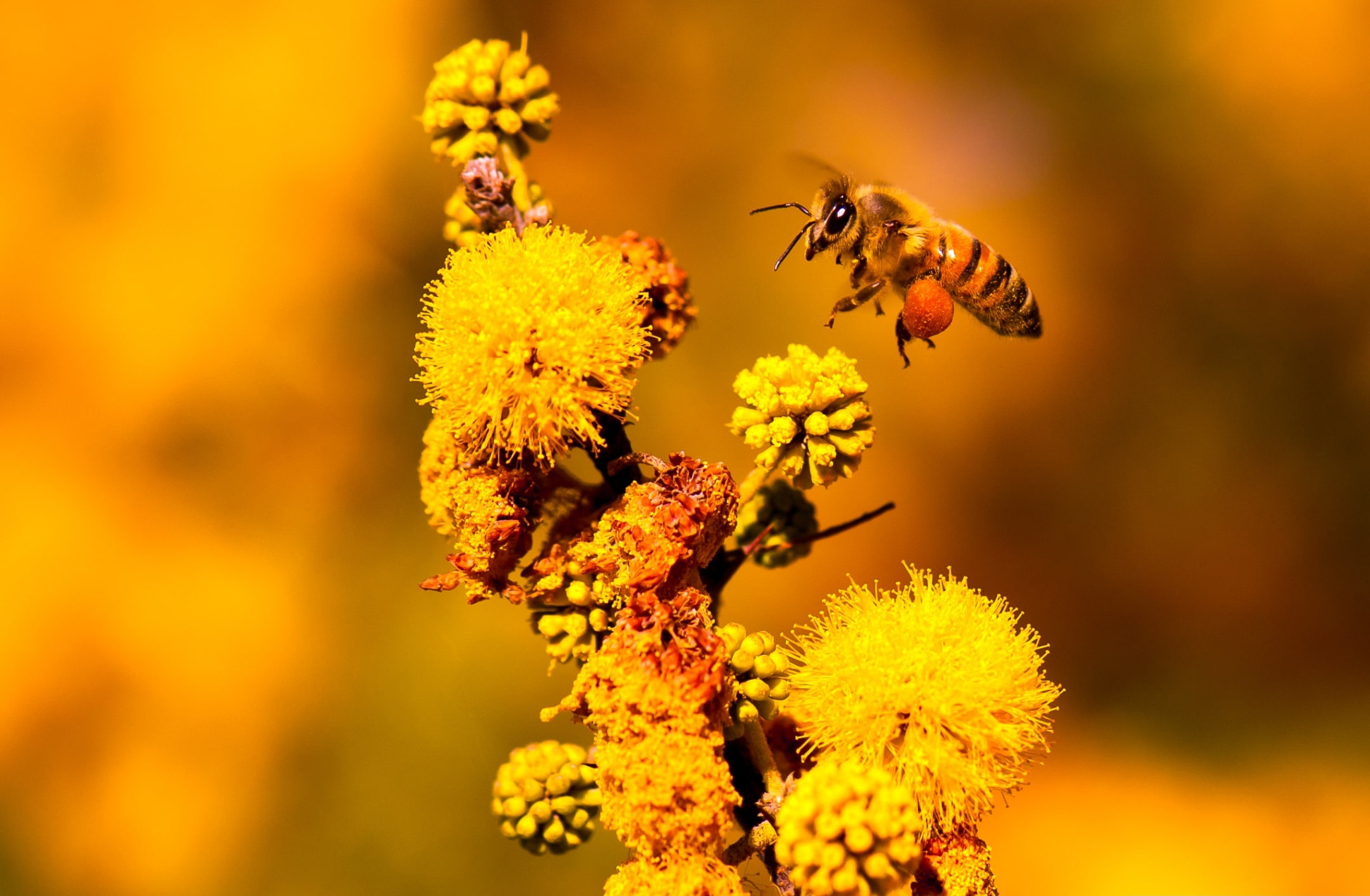 micro, growth, Flower, Closeup, hard-working, animals in the wild, Working, animal, apoidea, pollen, Insect, petal, outdoors, Yellow, animal themes, nikon, HD Wallpaper