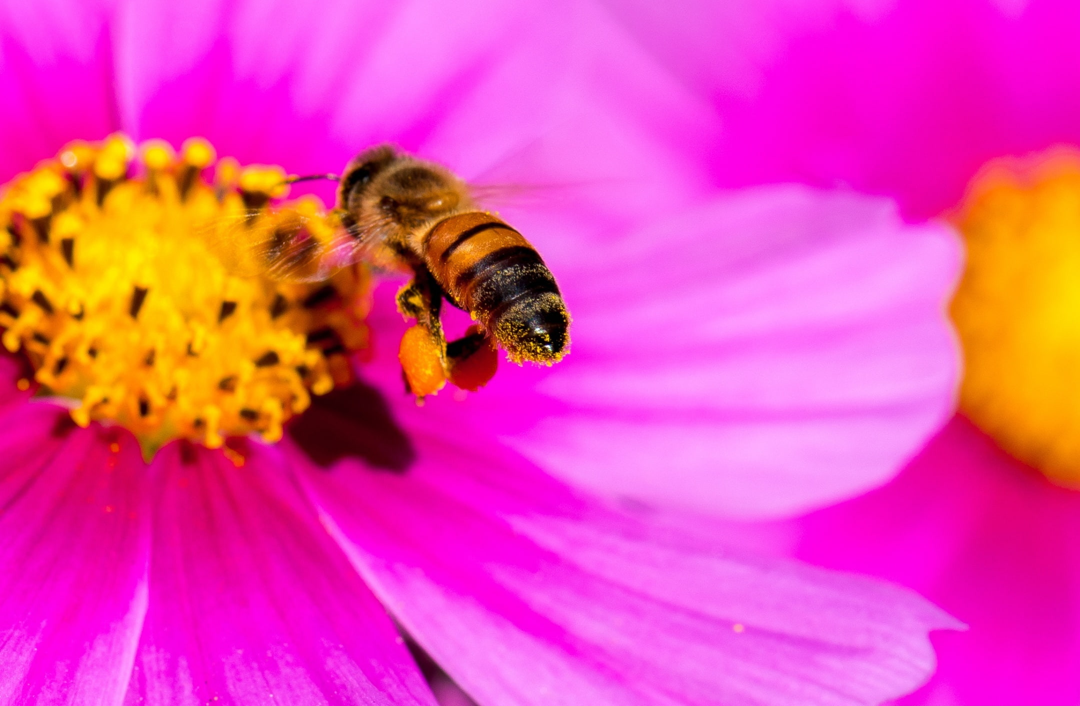 animal themes, close-up, bee, wildlife, no people, Photography, one animal, pollination, Nectar, Vivid, purple, hardworking, Colors, freshness, flower head, HD Wallpaper
