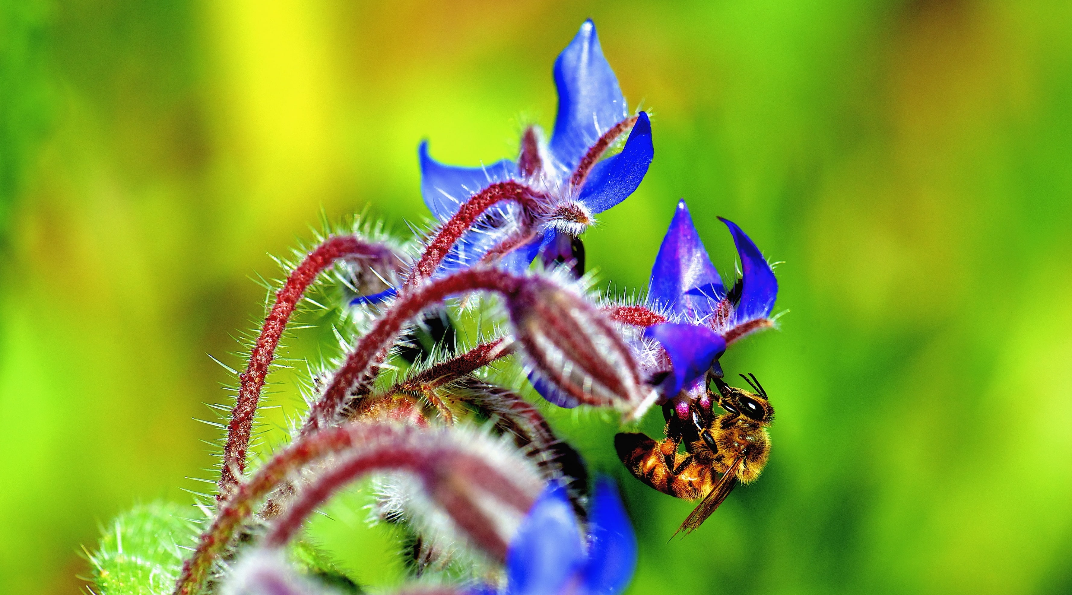 pollen, invertebrate, LaCanadaFlintridge, wildlife, Plant, bee, no people, freshness, outdoors, 2K, Photography, starflower, pollinator, Colors, Busy, HD Wallpaper
