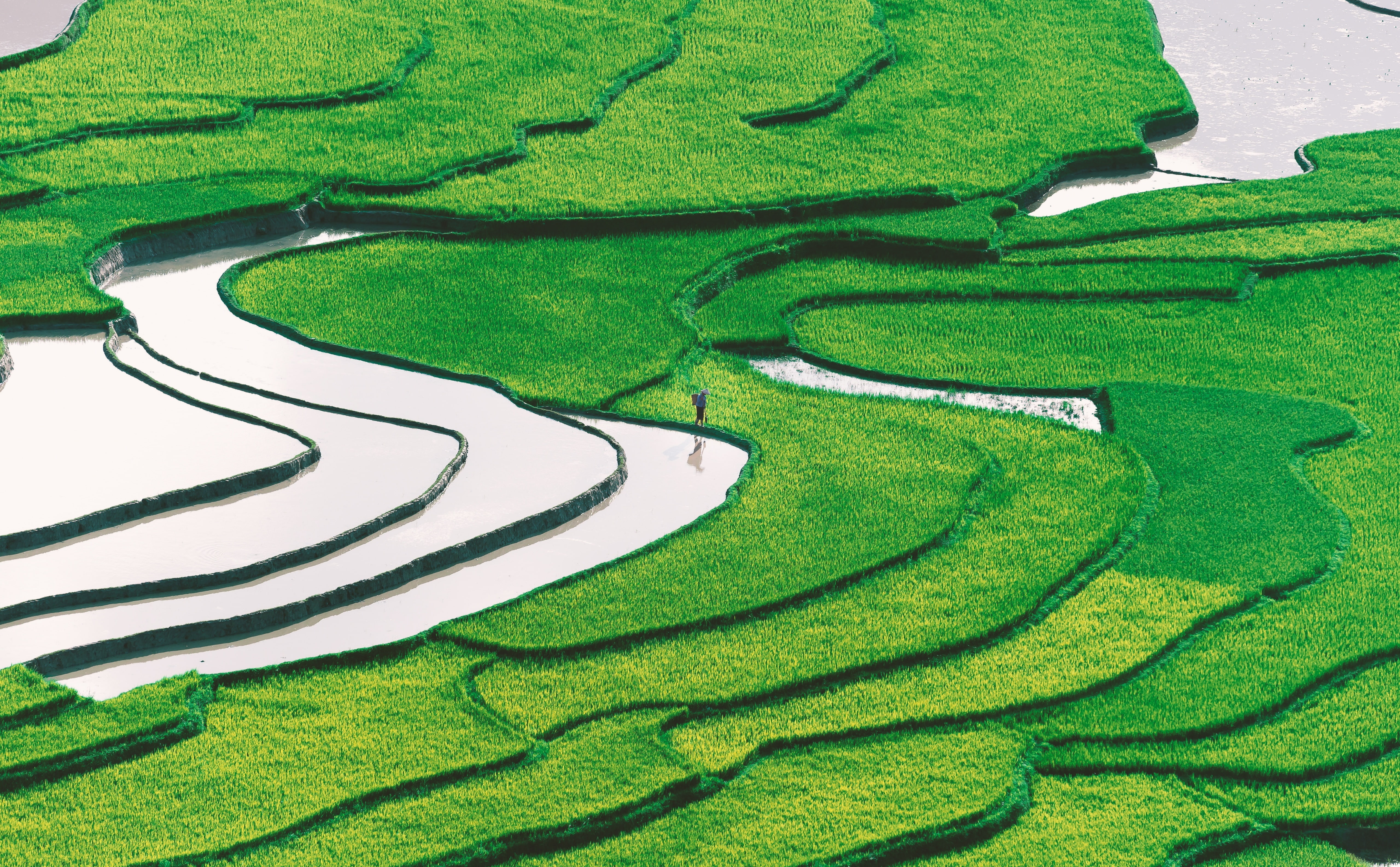 Traditional, curve, Rice, day, land, green color, beauty in nature, tranquil scene, environment, golf, high angle view, grass, 5K, Field, Scenery, Asia, HD Wallpaper