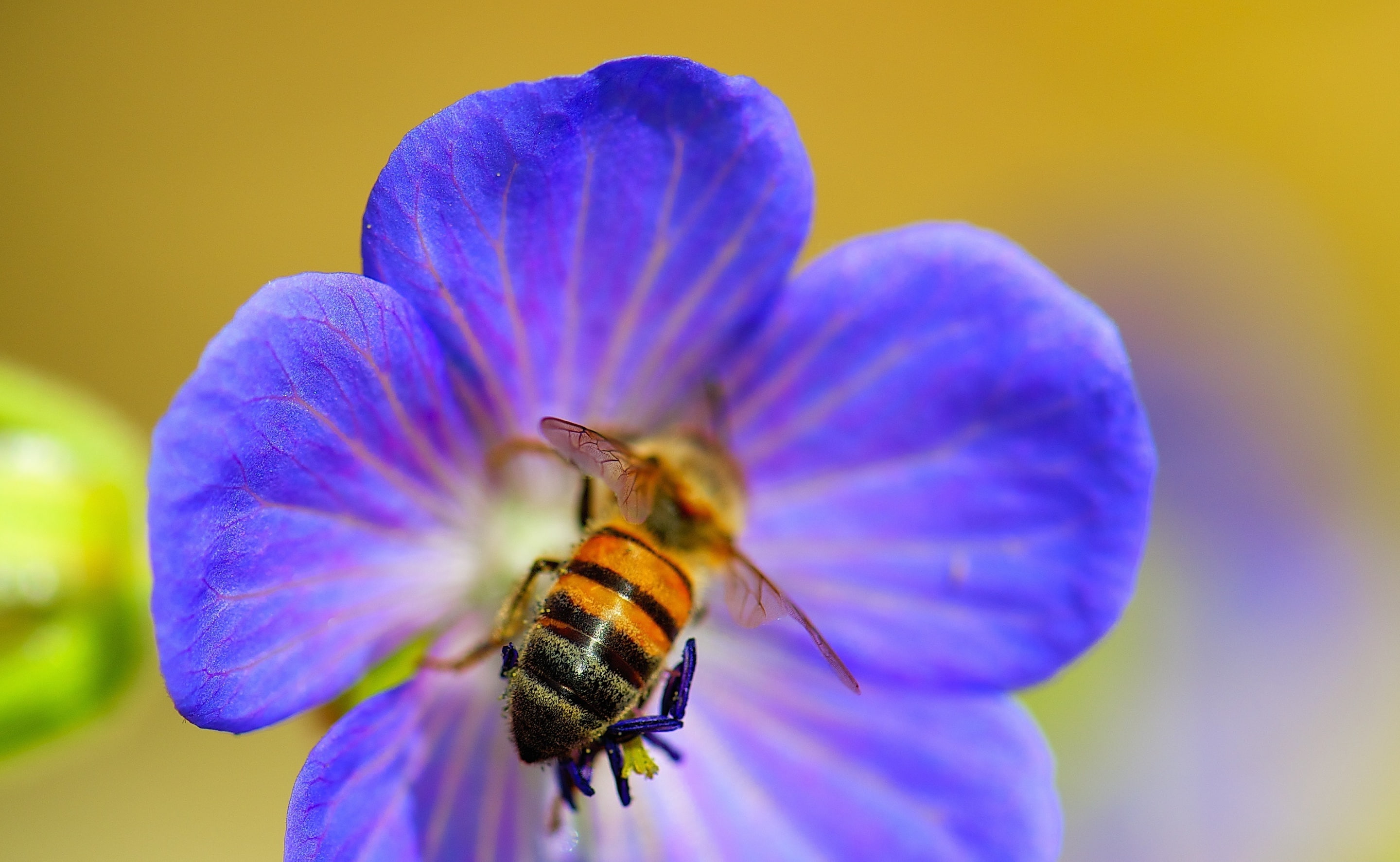 Nectar, unitedstates, animal themes, Petals, Closeup, Busy, Macro, animal, Insect, close-up, apoidea, fauna, flowers, 2K, fragility, bee, freshness, Photography, HD Wallpaper