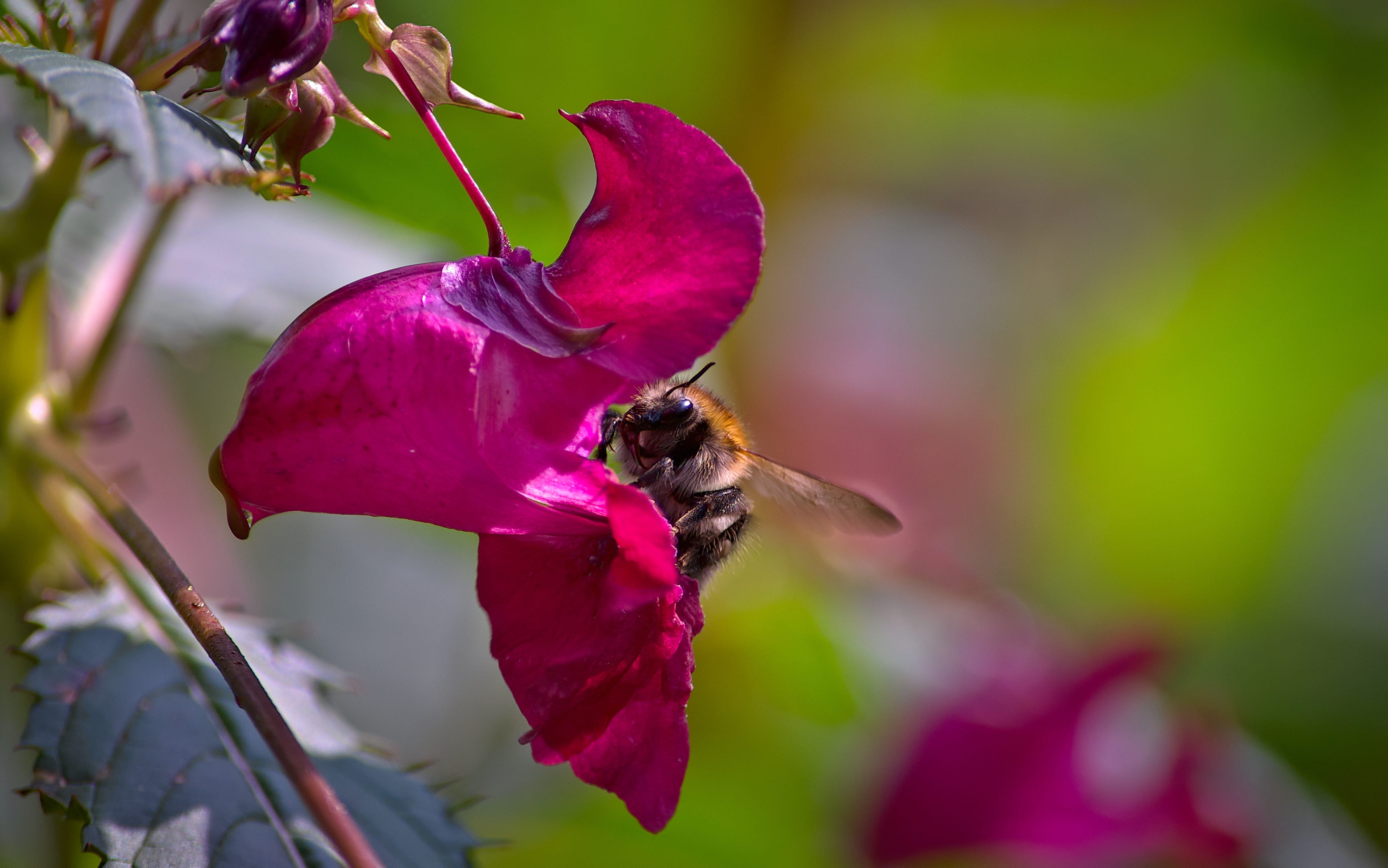 the collection of, no people, flower, fragility, close-up, bee, animal, garden, animal themes, flowering plant, focus on foreground, plant, animal wildlife, HD Wallpaper