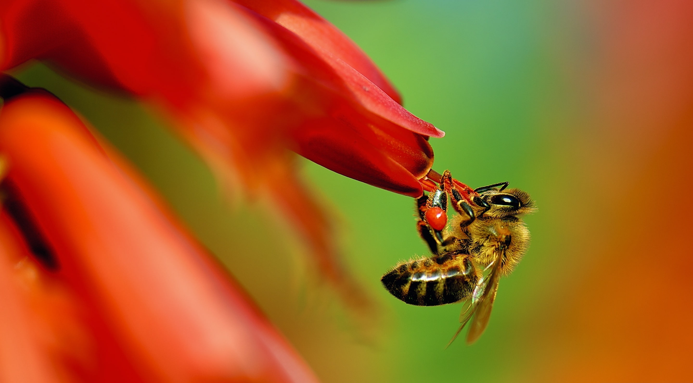 unitedstates, close-up, fauna, pollination, Carrying, Nature, Plant, Vivid, apoidea, animal, Insect, beauty in nature, Closeup, invertebrate, nikon, Photography, HD Wallpaper