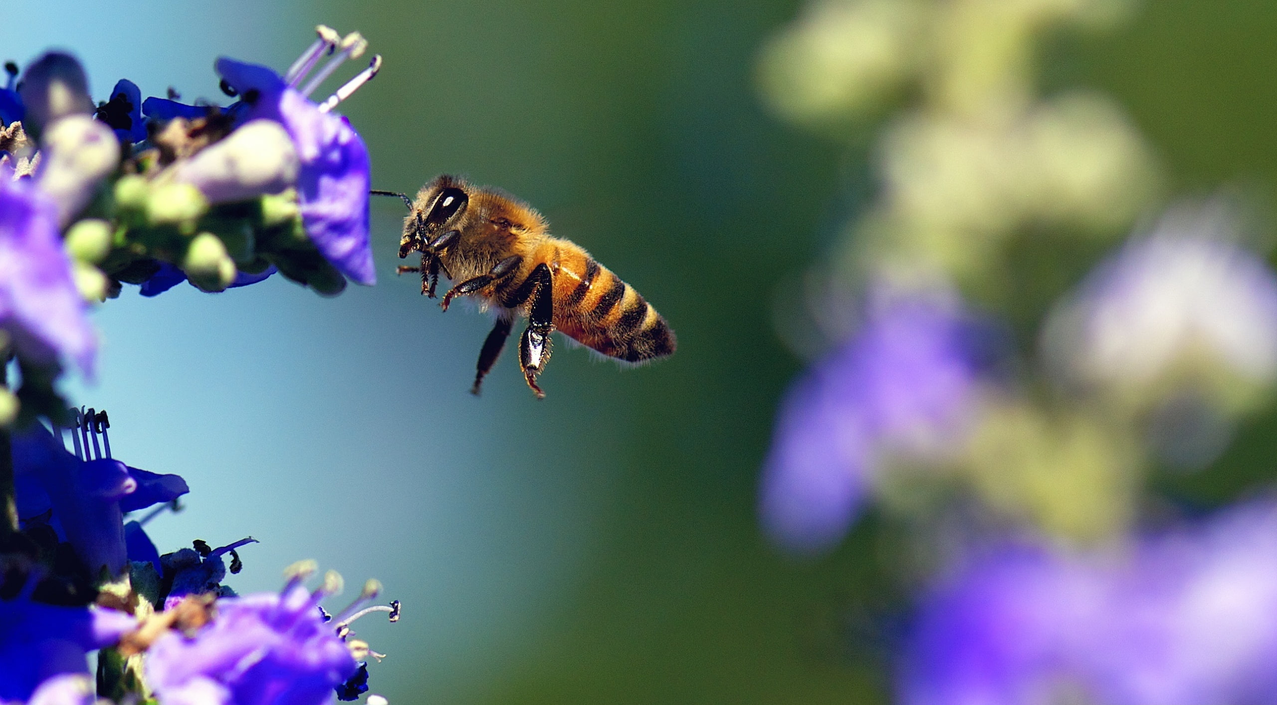 Nectar, apoidea, micro, pollen, fragility, Plant, hardworking, Colors, pollinator, outdoors, Flower, freshness, Flying, purple, losangeles, flower head, HD Wallpaper