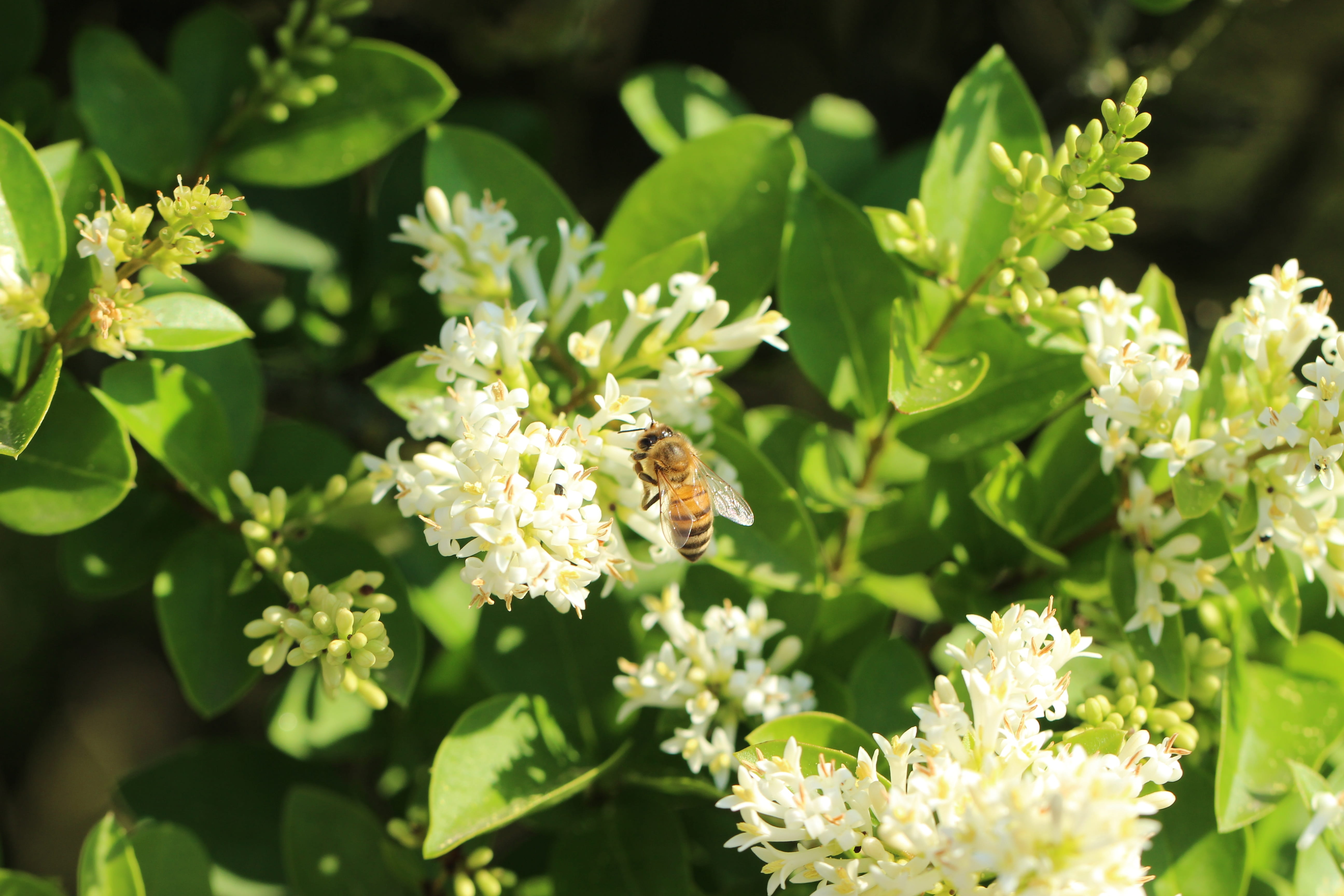 bee, wild, focus, insect, health, 5K, environment, plant, biology, animal wildlife, vulnerability, shallow, close-up, honey bee, life, freshness, hive, HD Wallpaper