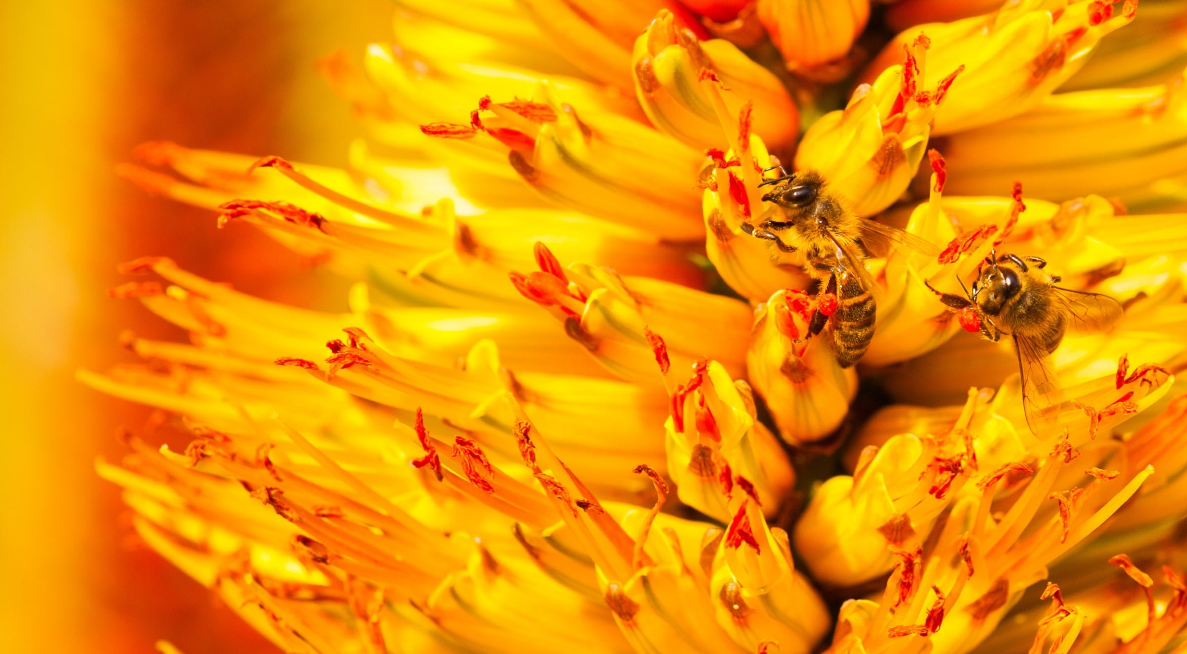 Bees, Colors, freshness, bee, honeybees, petal, Busy, Photography, Animals, vulnerability, Yellow, beauty in nature, invertebrate, Closeup, nikon, micro, HD Wallpaper