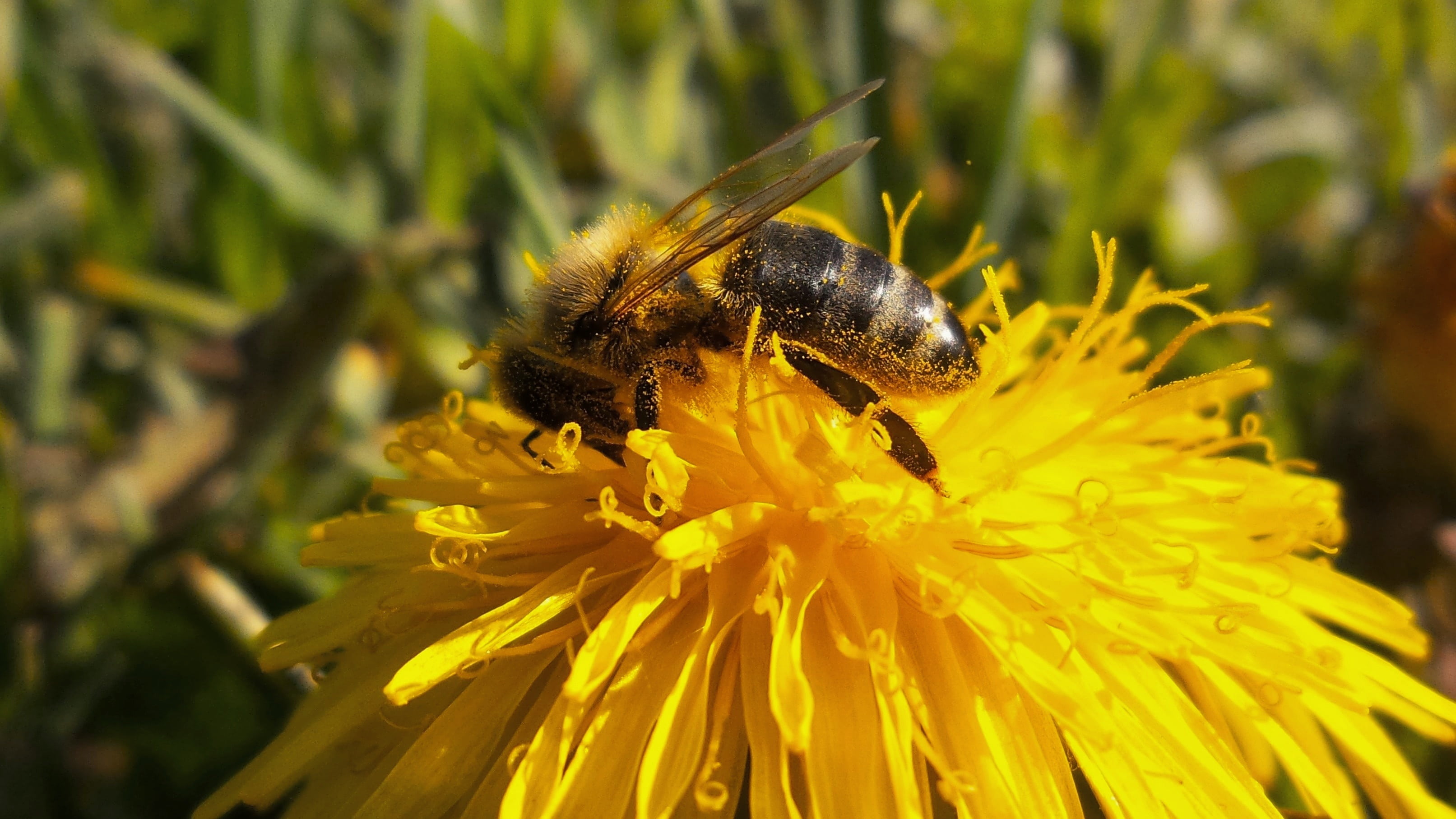 dandelion, animal, macro, pollination, one animal, hardworking, no people, flower, animal themes, close-up, insect, flowering, outdoors, flower head, freshness, HD Wallpaper