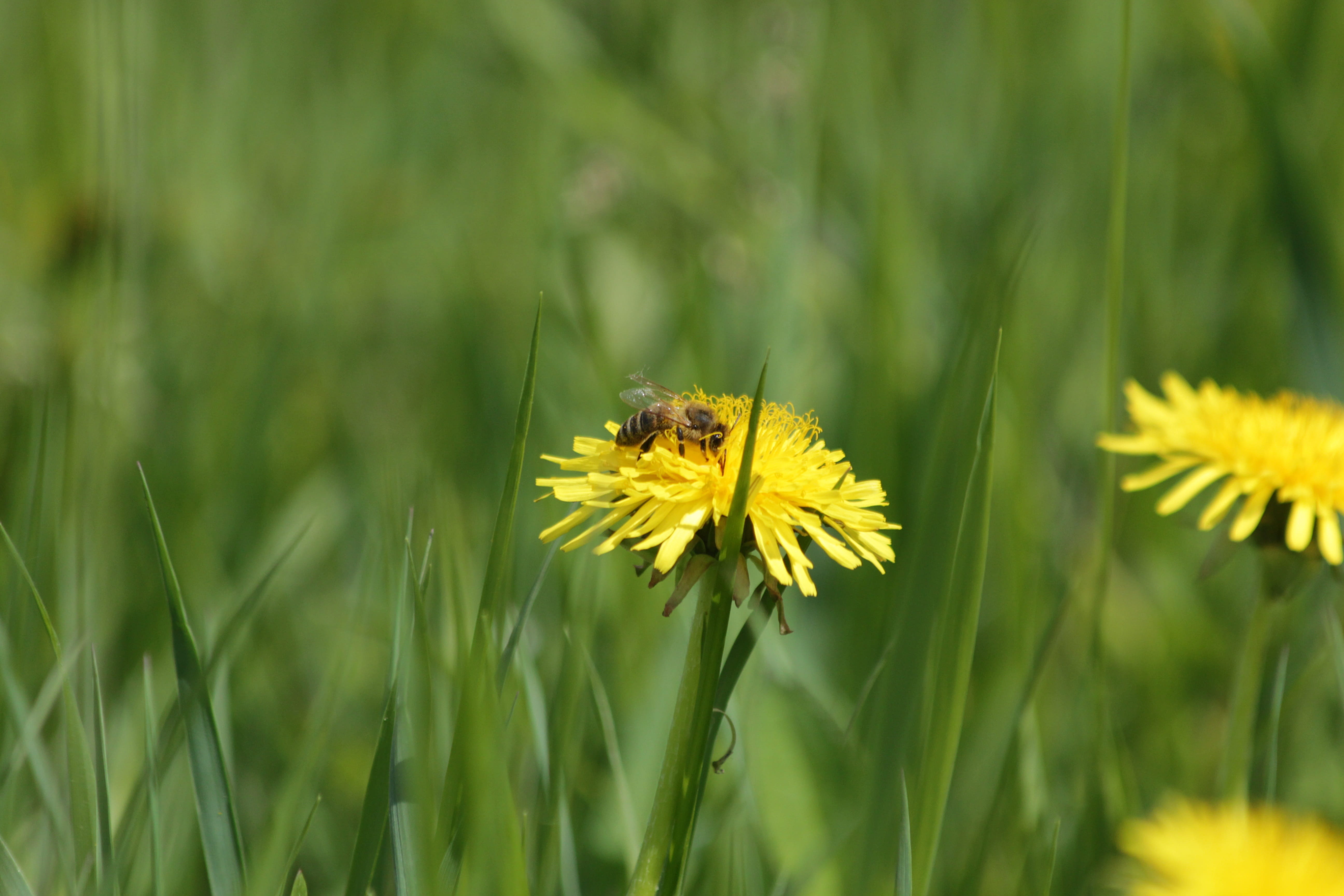 pollen, dandelion, outdoors, fragility, close-up, green, vulnerability, animals in the wild, animal themes, insect, pollination, hardworking, animal wildlife, HD Wallpaper