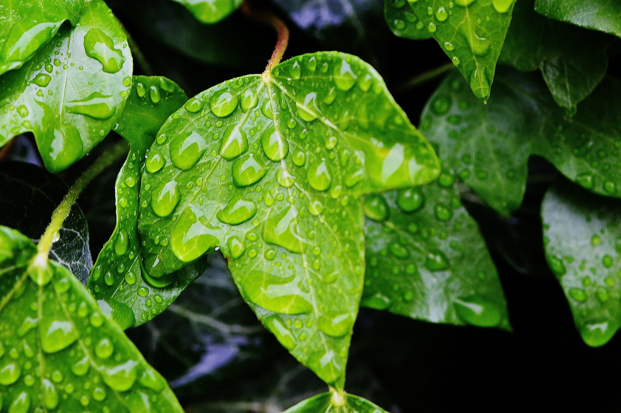 dew, leaves, leaf, green, wet, healthy eating, green Color, backgrounds, food and drink, freshness, macro, close-up, 1080P, plant part, nature, drop, ivy leaf, HD Wallpaper