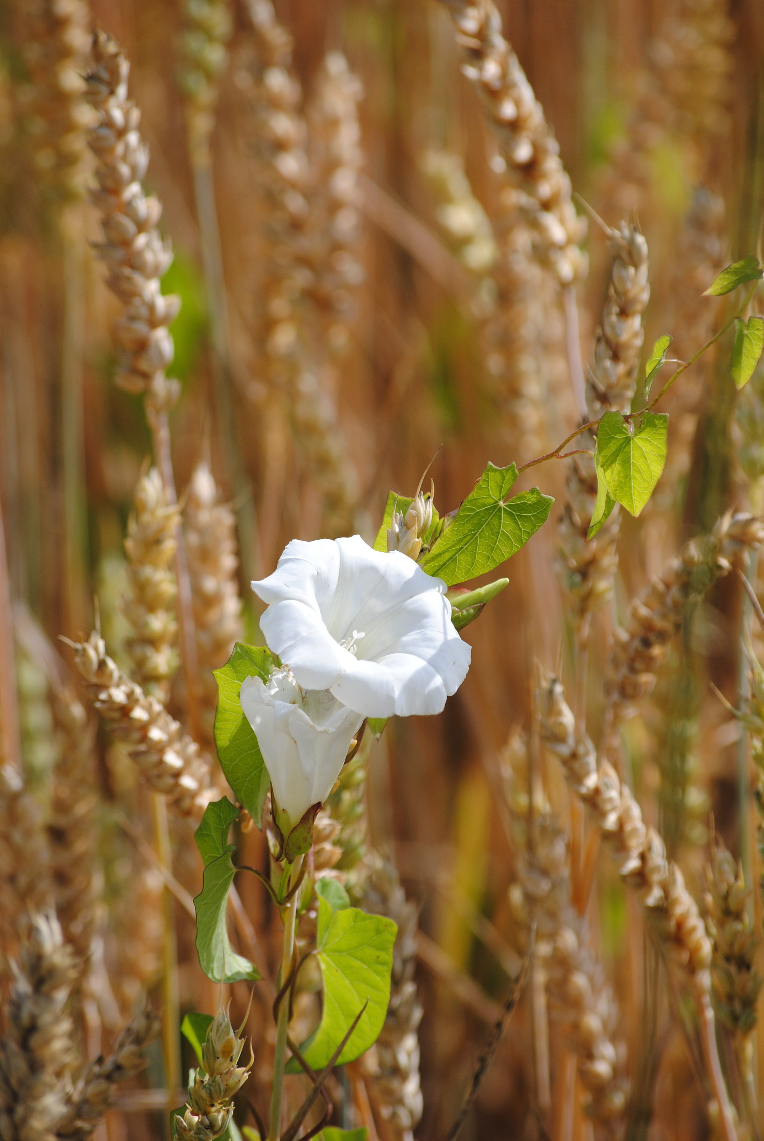 close-up, spike, nature, wheat, land, climber plant, day, fragility, inflorescence, petal, flower, growth, plant, beauty in nature, white, selective focus, Phone HD Wallpaper