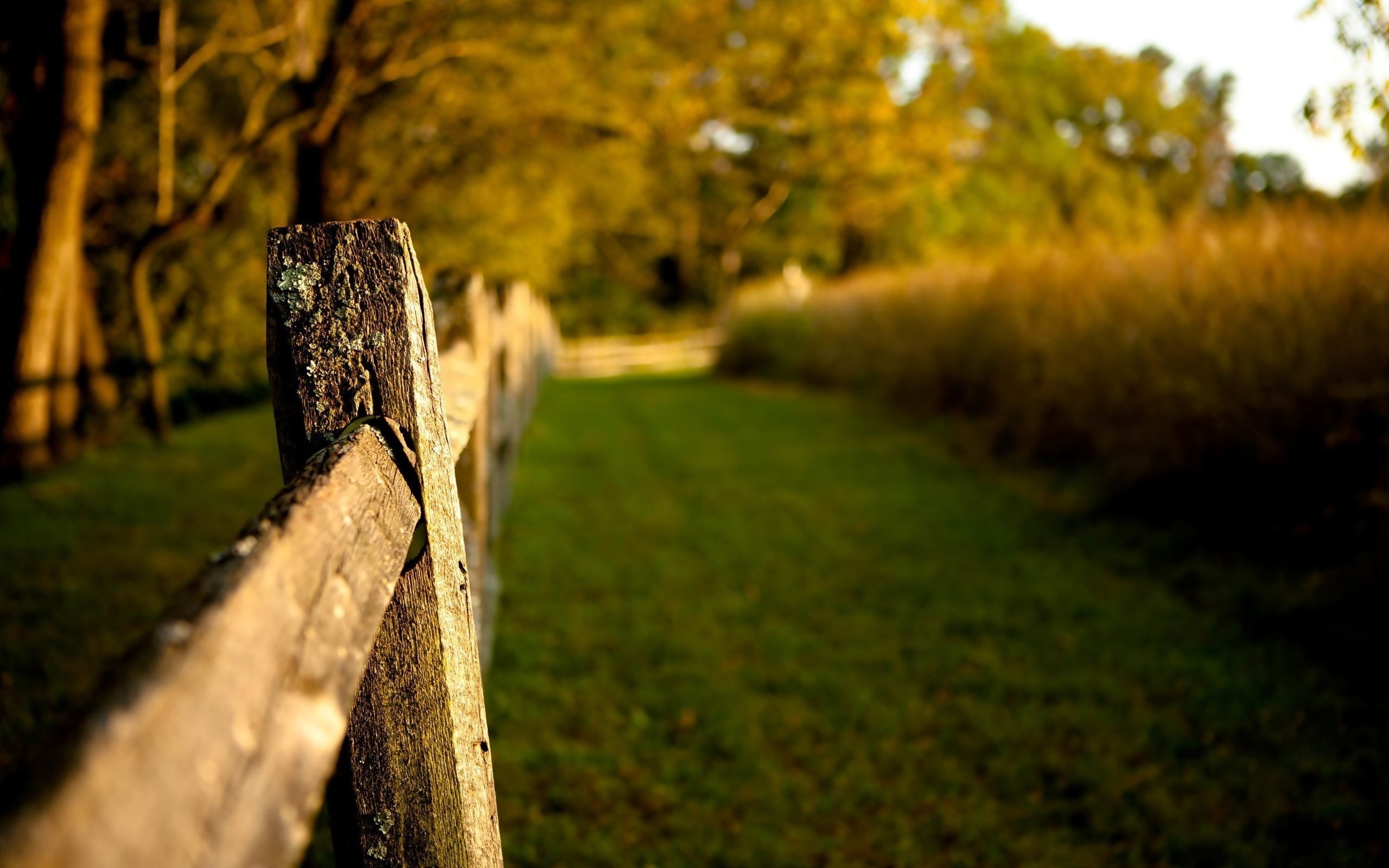 land, grass, tree trunk, plant, green color, wood, fence, trees, backyard, trunk, no people, tranquil scene, field, bark, wood - material, wooden, tree, HD Wallpaper
