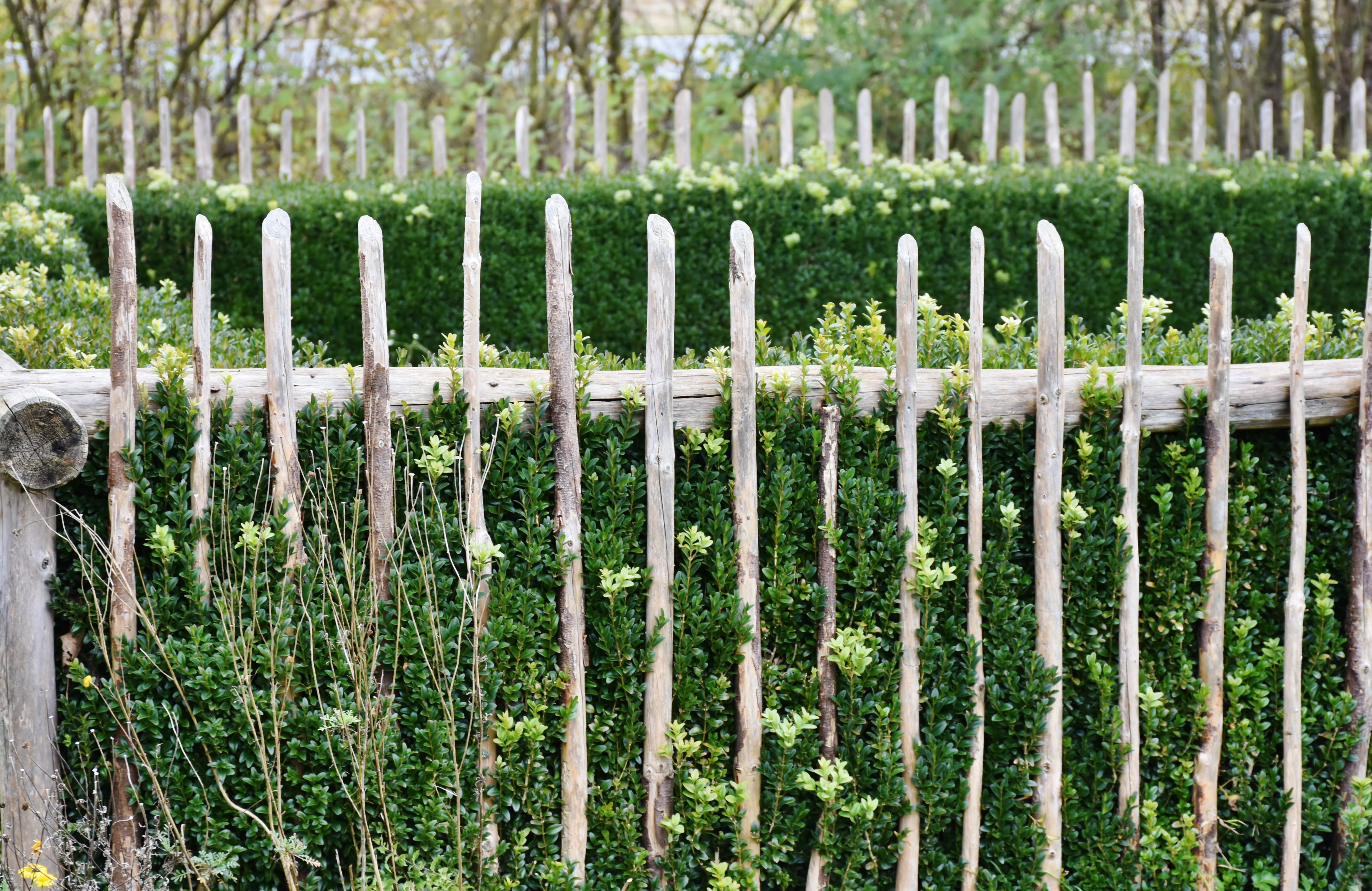 blossom, garden fence, flora, bloom, protection, hof, security, wood - material, green, beauty in nature, entwine, landscape, brown, boundary, facade, wooden, HD Wallpaper