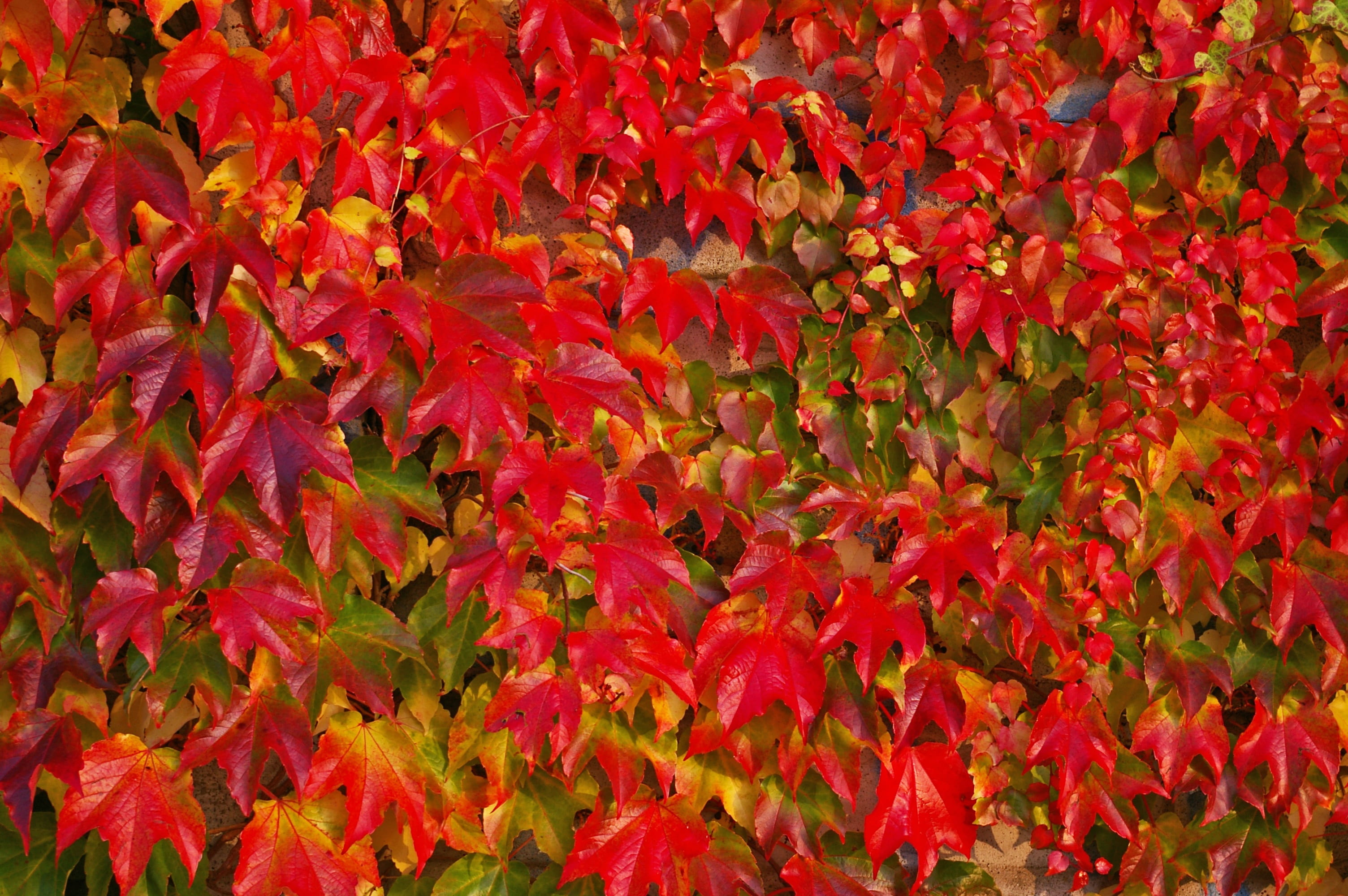 golden autumn, autumn, nature, garden, discoloration, autumn garden, october, colorful leaves, orange, fall color, leaf, fragility, evening sun, plant, HD Wallpaper