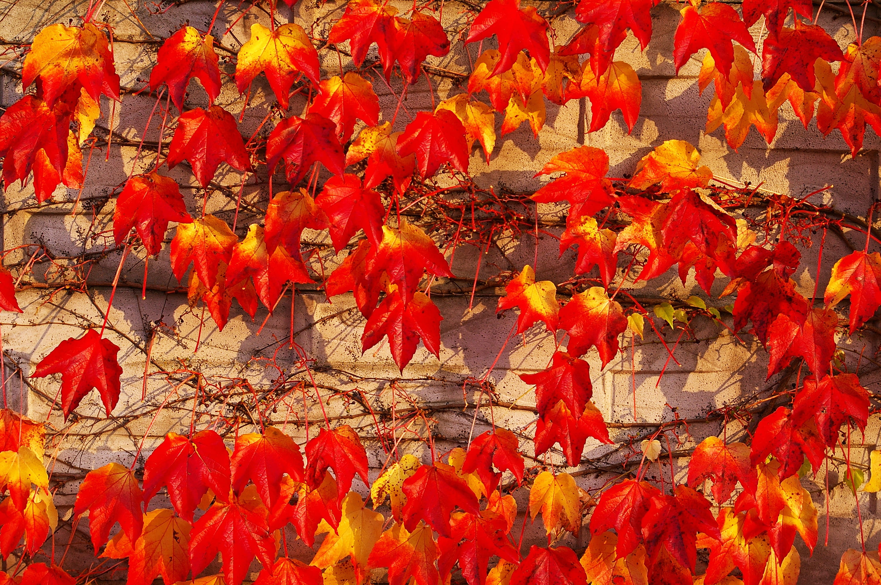 background, wild grape vine, no people, 2K, evening sun, nature, full frame, tree, fall foliage, autumn colours, wine partner, color, close-up, red vine leaves, HD Wallpaper