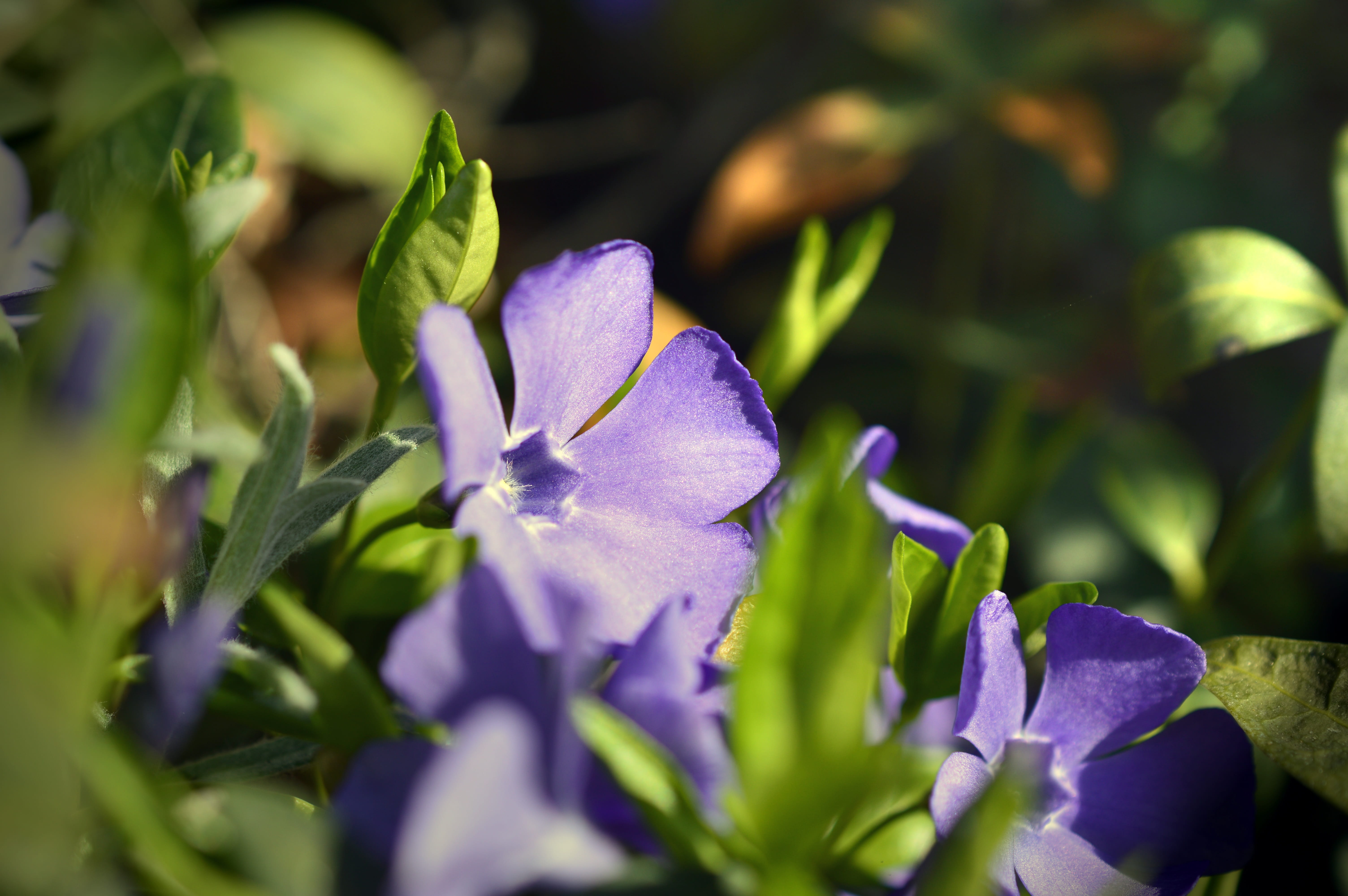 selective focus, vinca minor, day, inflorescence, nature, no people, plant, growth, flower head, 5K, flowering plant, iris - plant, entwine plant, blossom, HD Wallpaper
