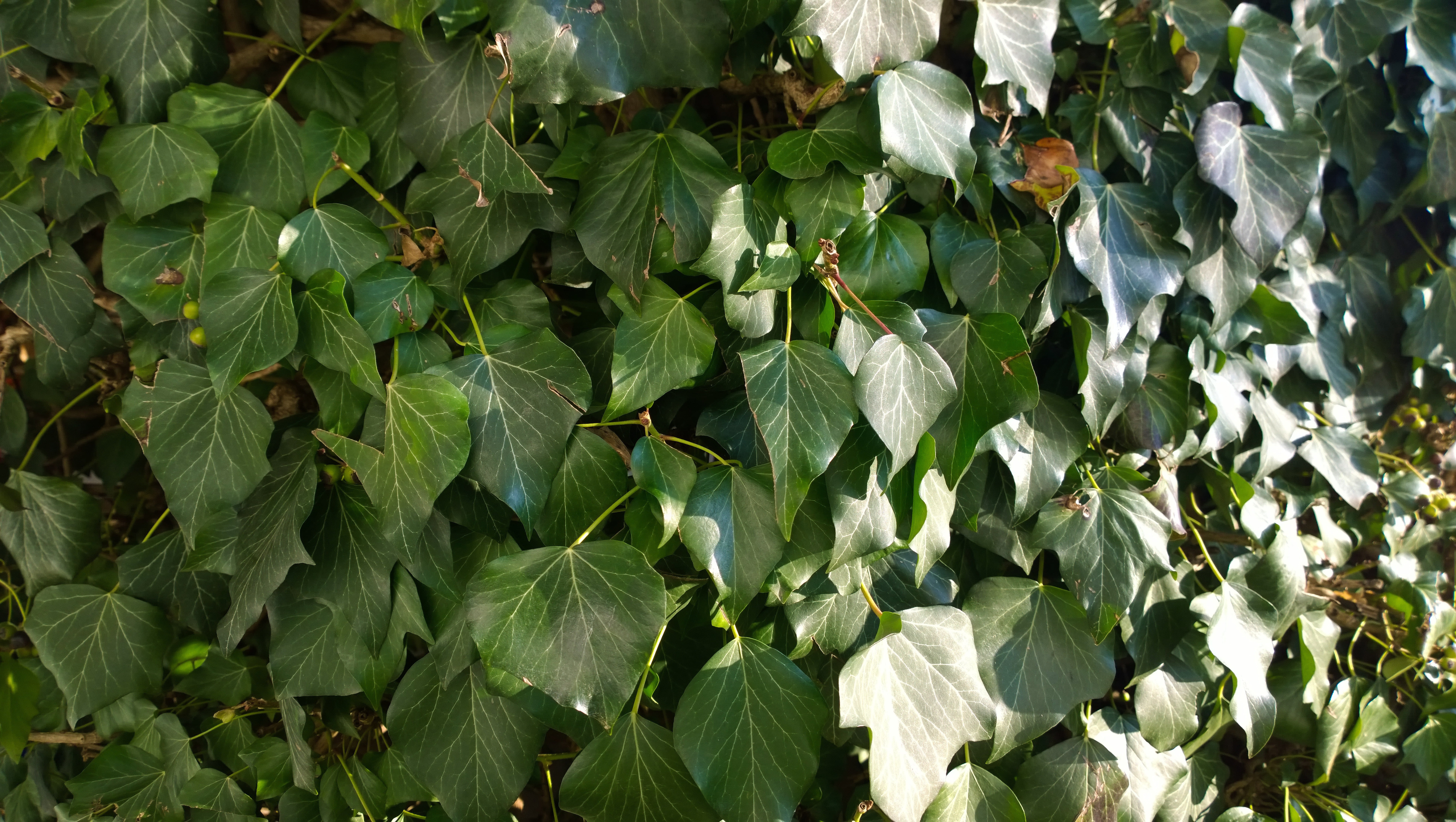reflection, leaf, vulnerability, growth, flower, grow, full frame, climber, high angle view, field, light, ivy leaf, background image, backgrounds, texture, HD Wallpaper