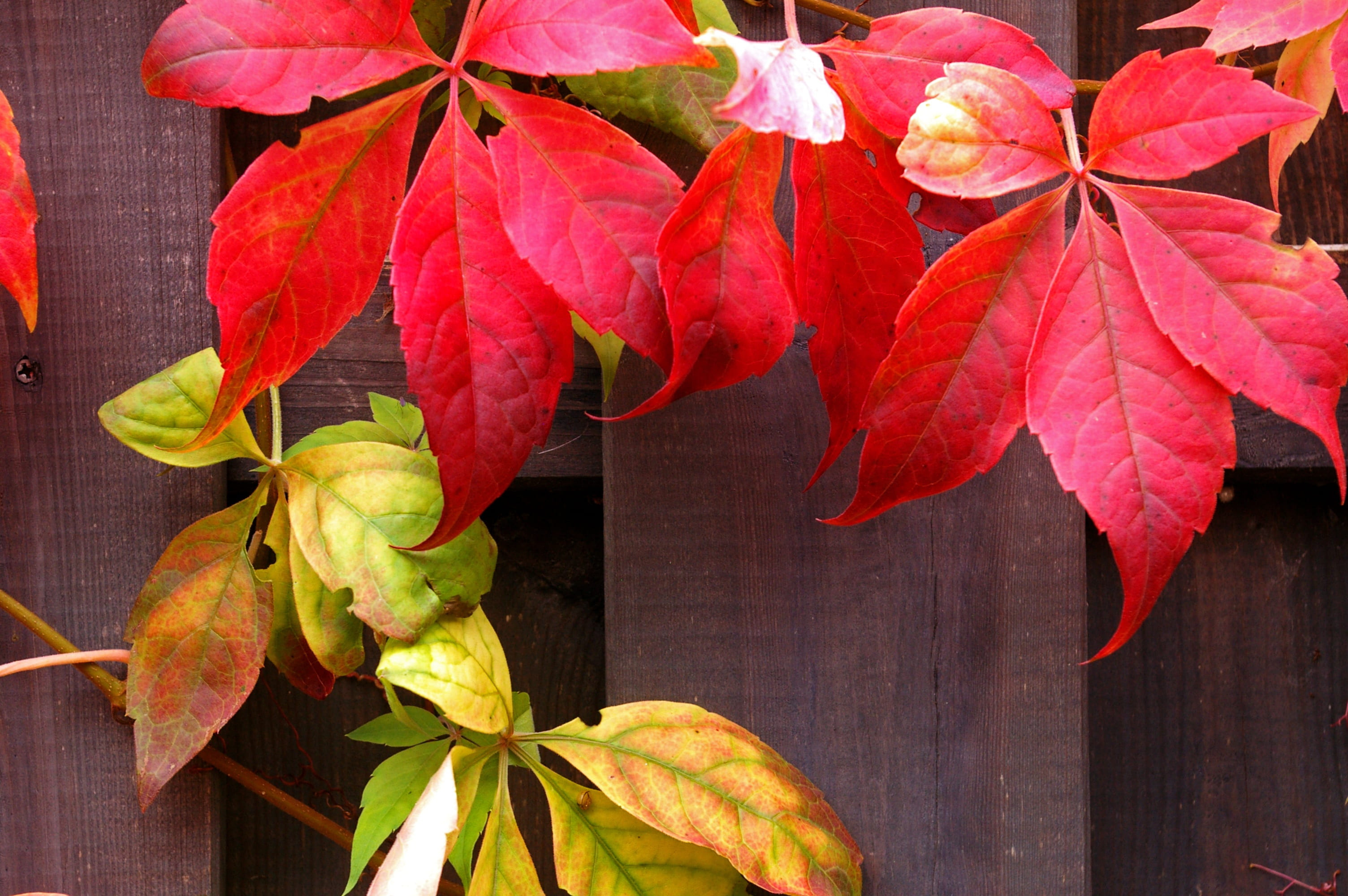 no people, transience, fragility, petal, october, farbenpracht, garden, wild grape vine, fall color, autumn garden, red vine leaves, flower, growth, flora, HD Wallpaper