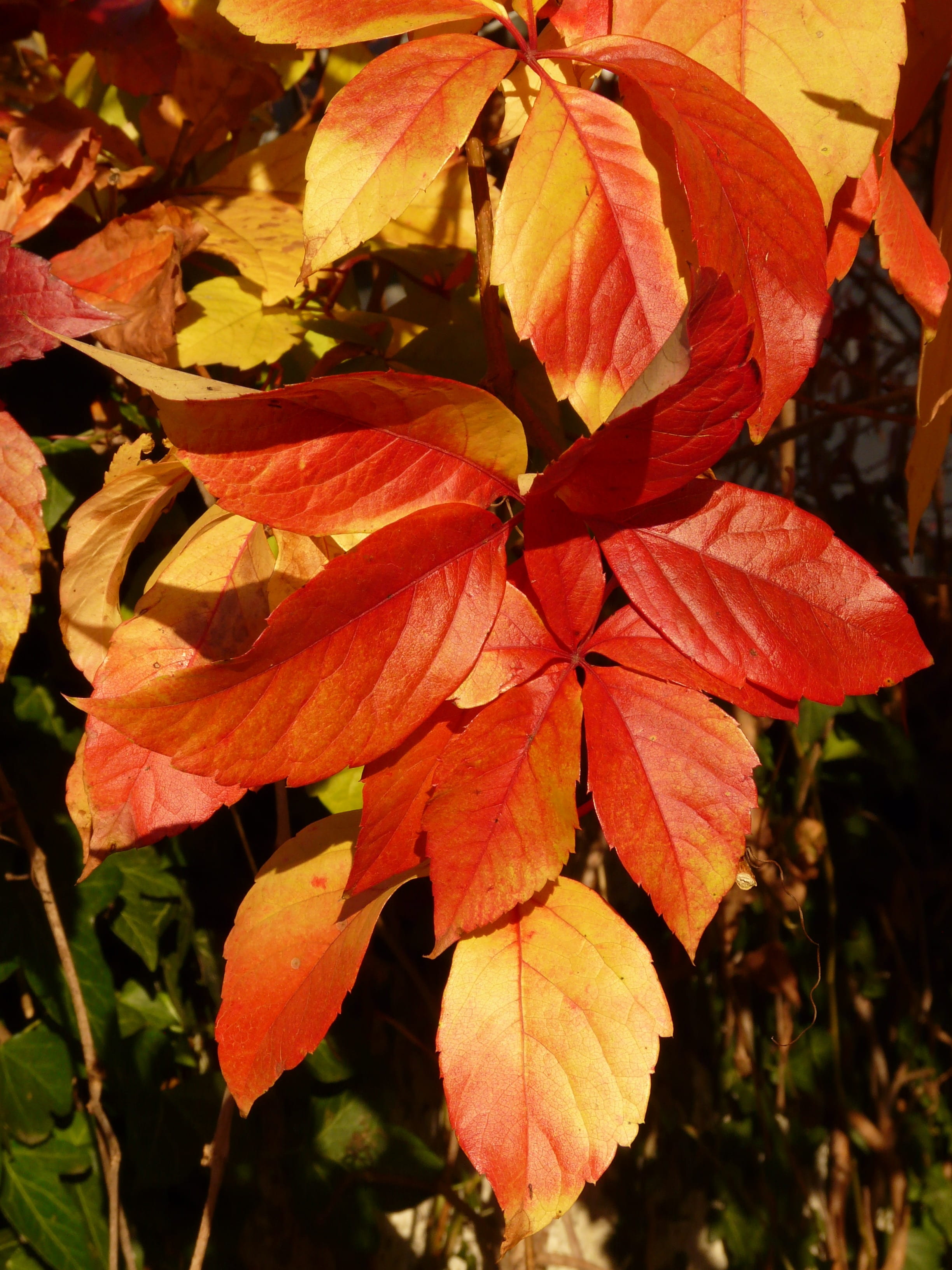 wine partner, leaves, leaf, orange color, wild, maple leaf, outdoors, red, natural condition, no people, autumn colours, plant, vulnerability, facade green, Phone HD Wallpaper