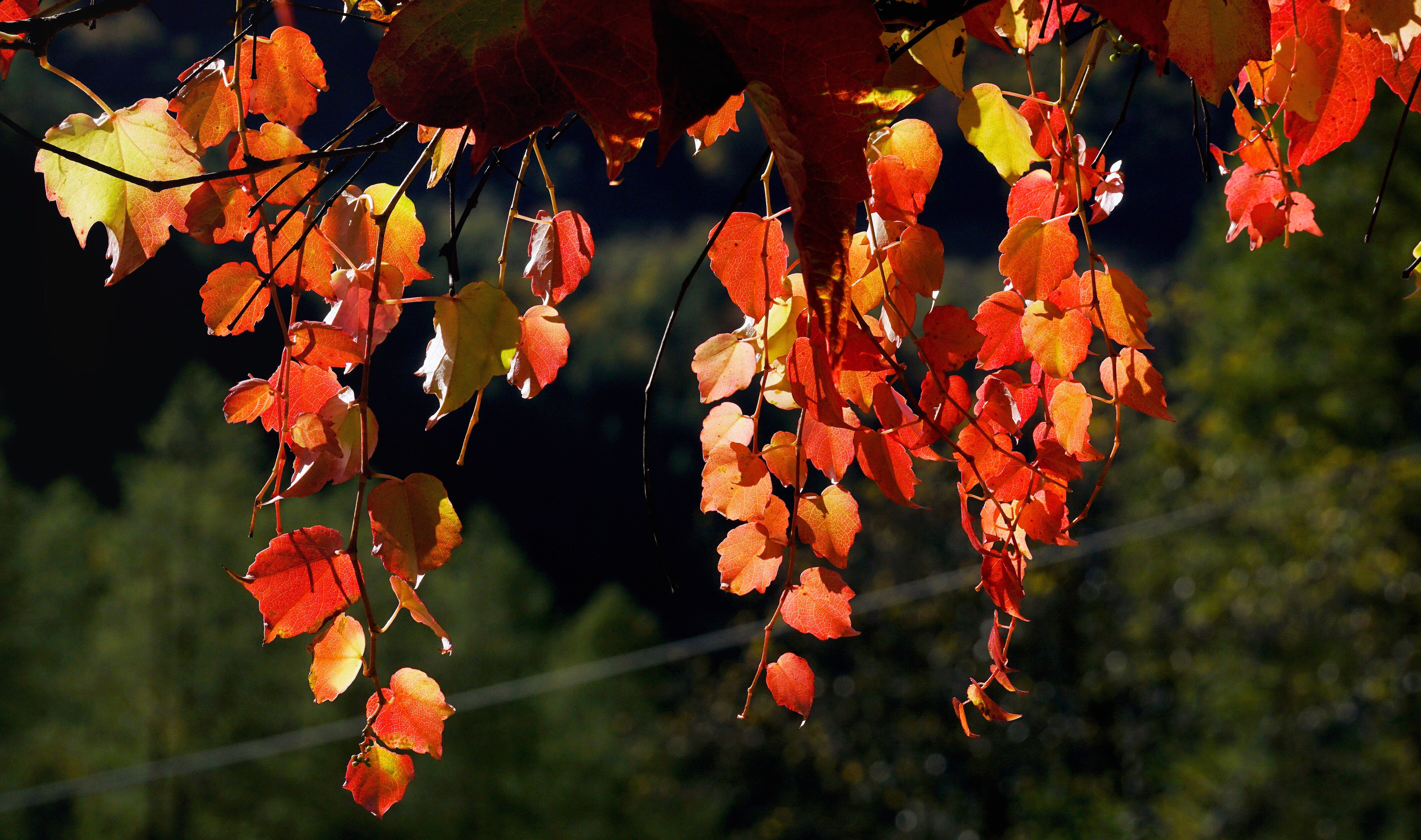 autumn collection, leaf, grape crop, autumn colours, plant, focus, shallow, beauty in nature, light, 5K, autumn, lighting, day, change, emerge, outdoors, HD Wallpaper