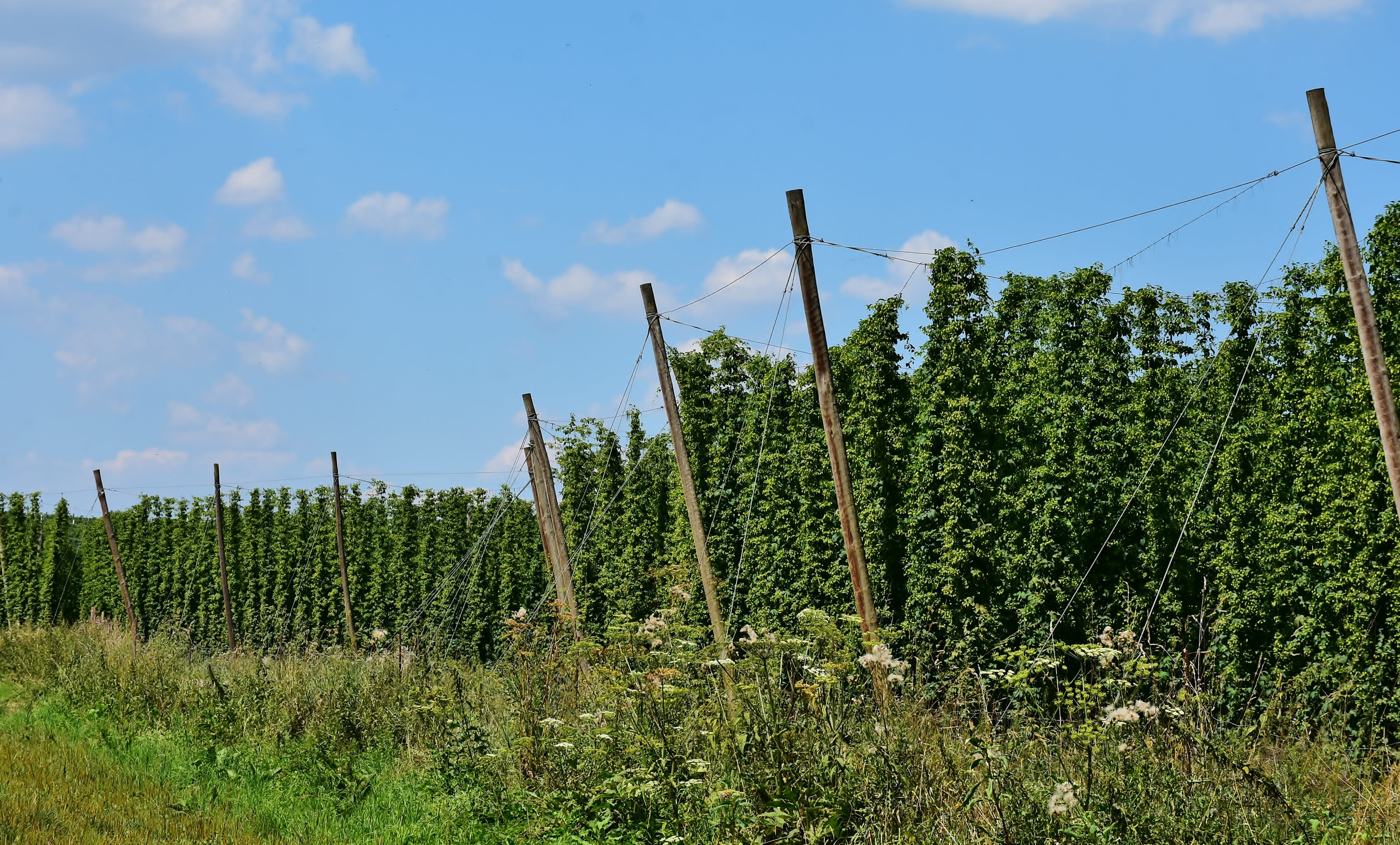 hallertau, tranquility, umbel, entwine, growing area, plant, growth, cannabaceae, landscape, agriculture, hop garden, field, green color, rural scene, hop vines, HD Wallpaper