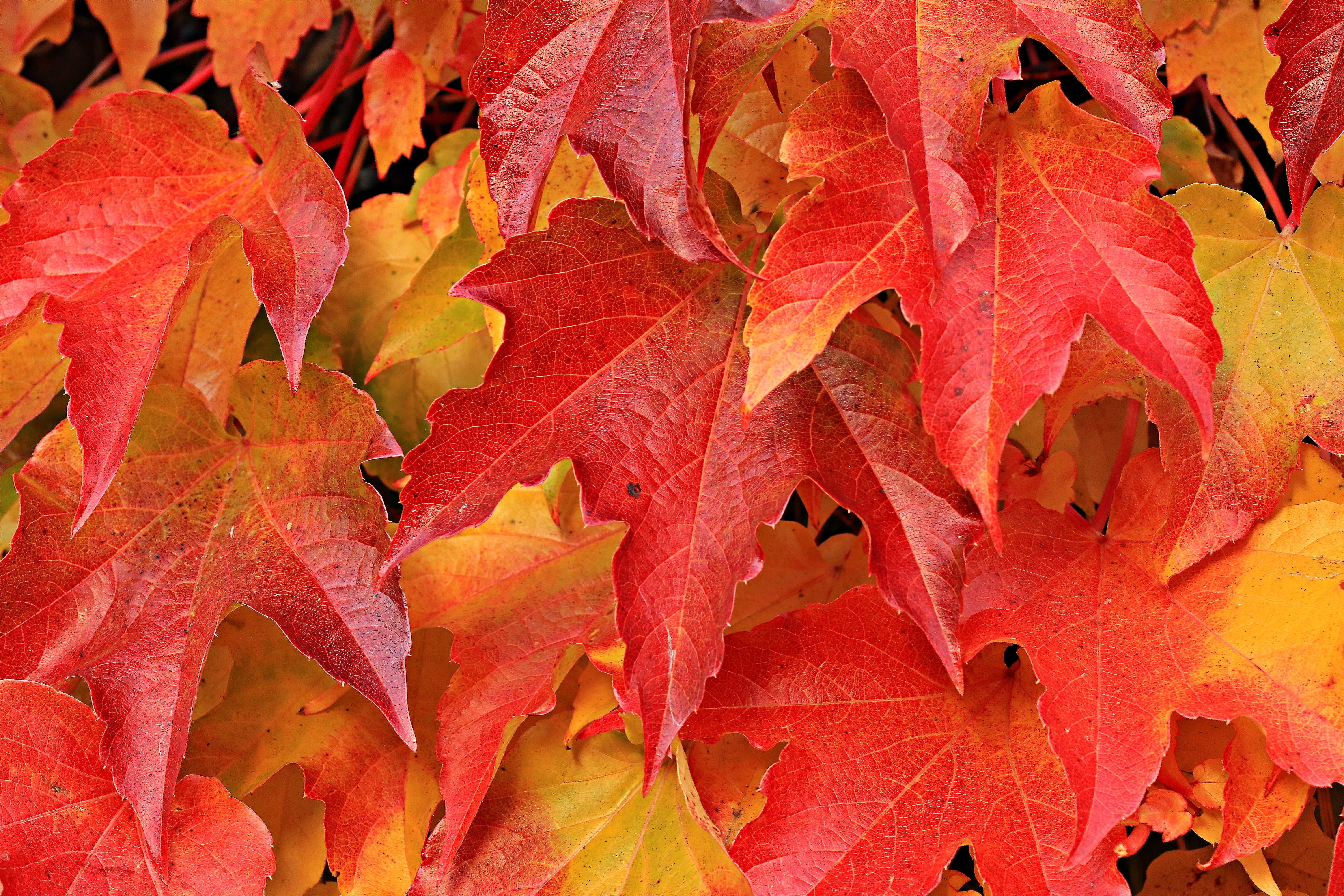 beauty in nature, wine partner, fall leaves, autumn colours, autumn motive, wall, ivy leaves, outdoors, wild vine leaves, background, fall foliage, orange color, HD Wallpaper