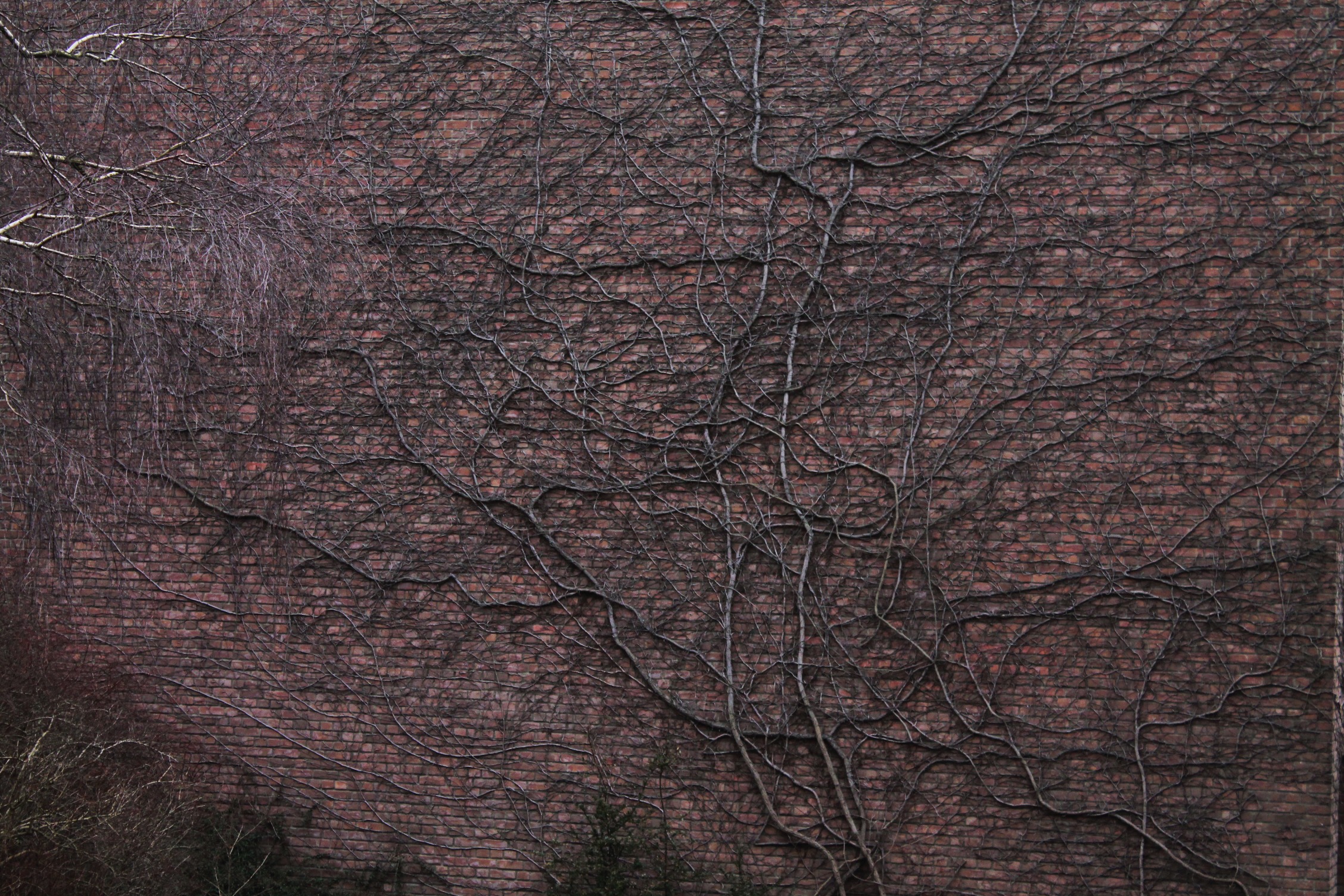 background, 1080P, wall, pattern, branch, no people, textured, roots, beauty in nature, land, plant, growth, non-urban scene, nature, tree, tree trunk, HD Wallpaper