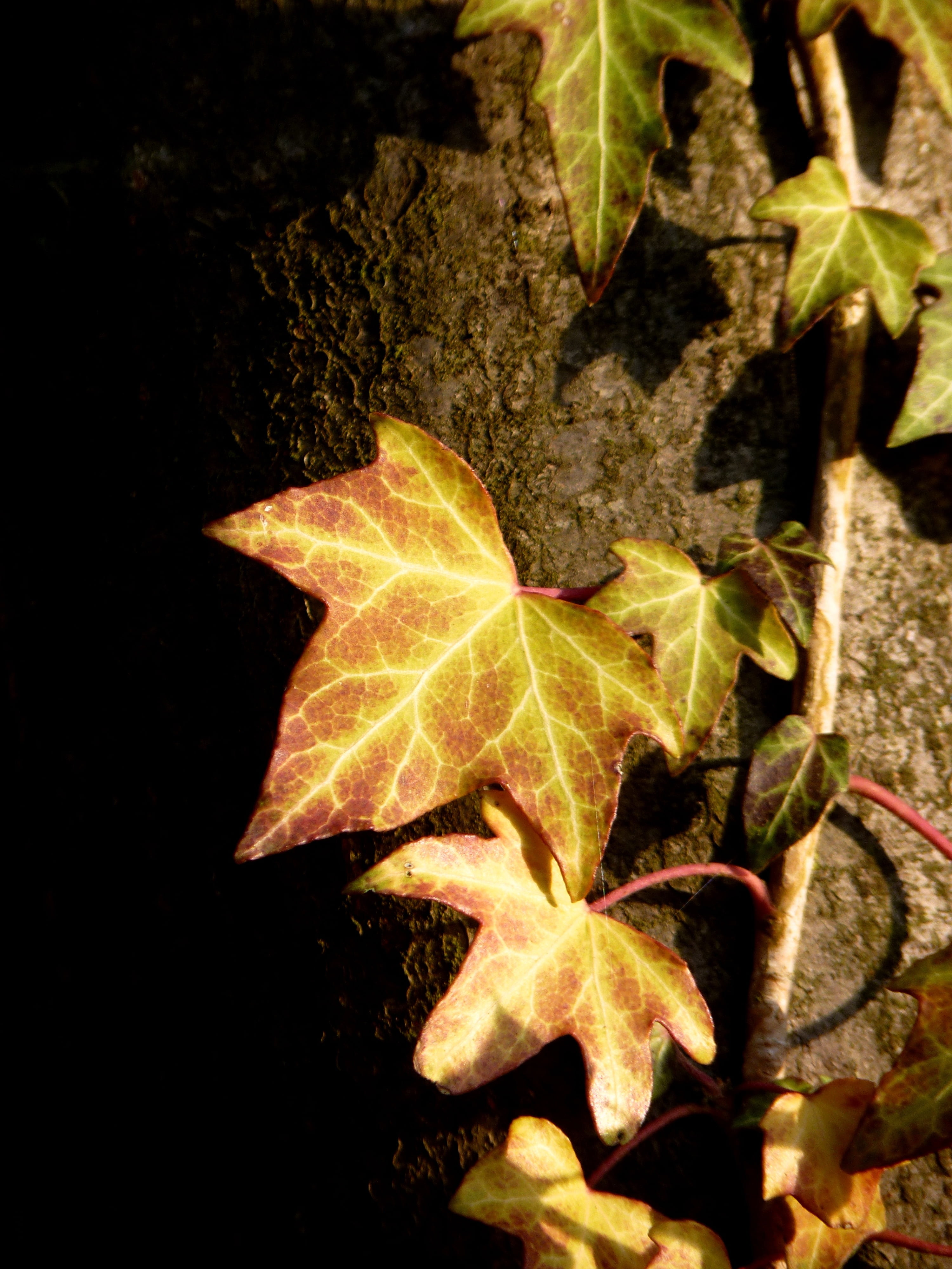 forest, growth, leaves, leaf, no people, maple leaf, tree, high angle view, ivy, sunlight, plant part, plant, nature, vulnerability, beauty in nature, climber, Phone HD Wallpaper