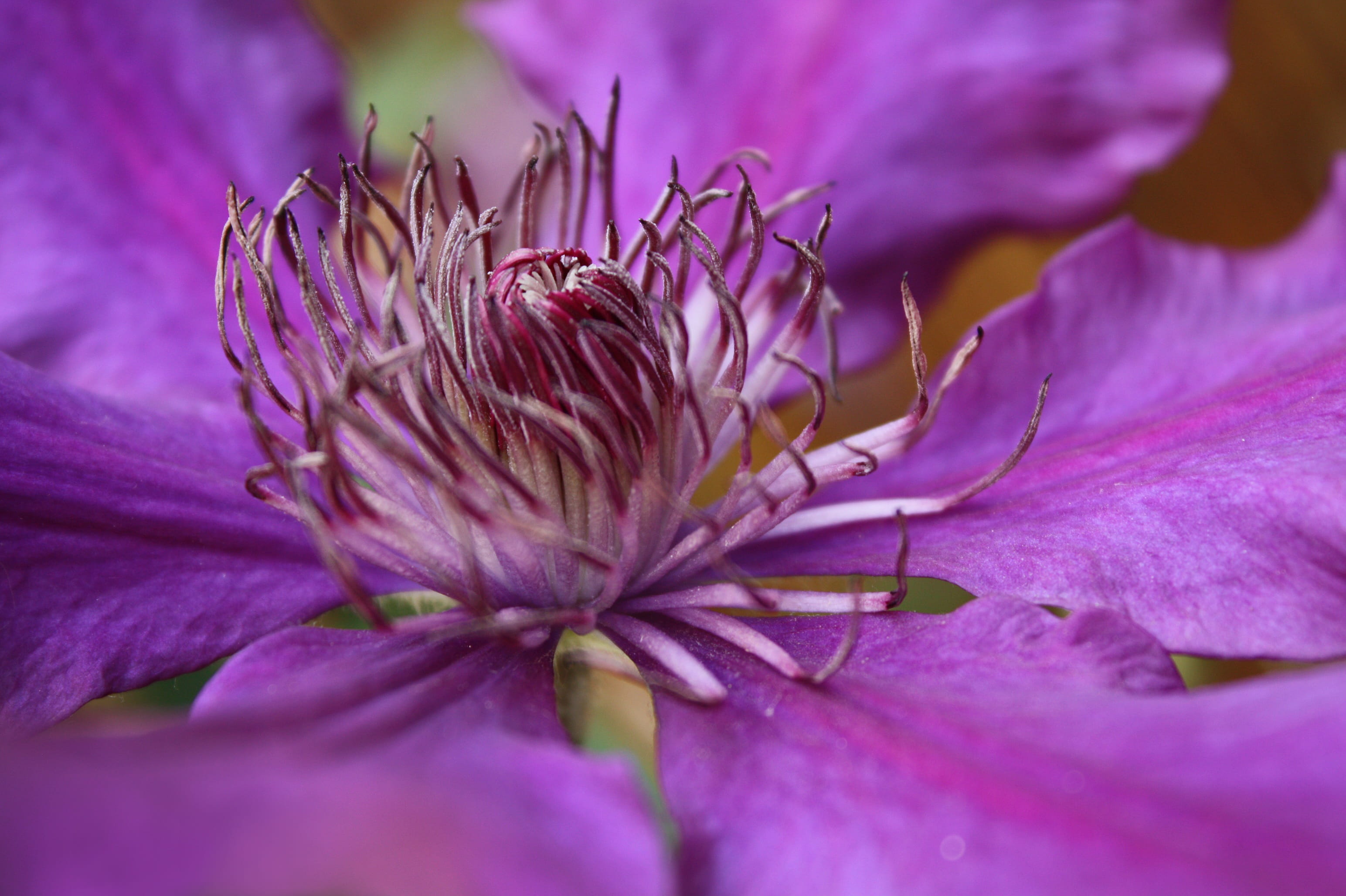 climber plant, inflorescence, freshness, flowering plant, close-up, no people, summer, 2K, plant, petal, outdoors, violet, day, entwine, close up, garden, HD Wallpaper
