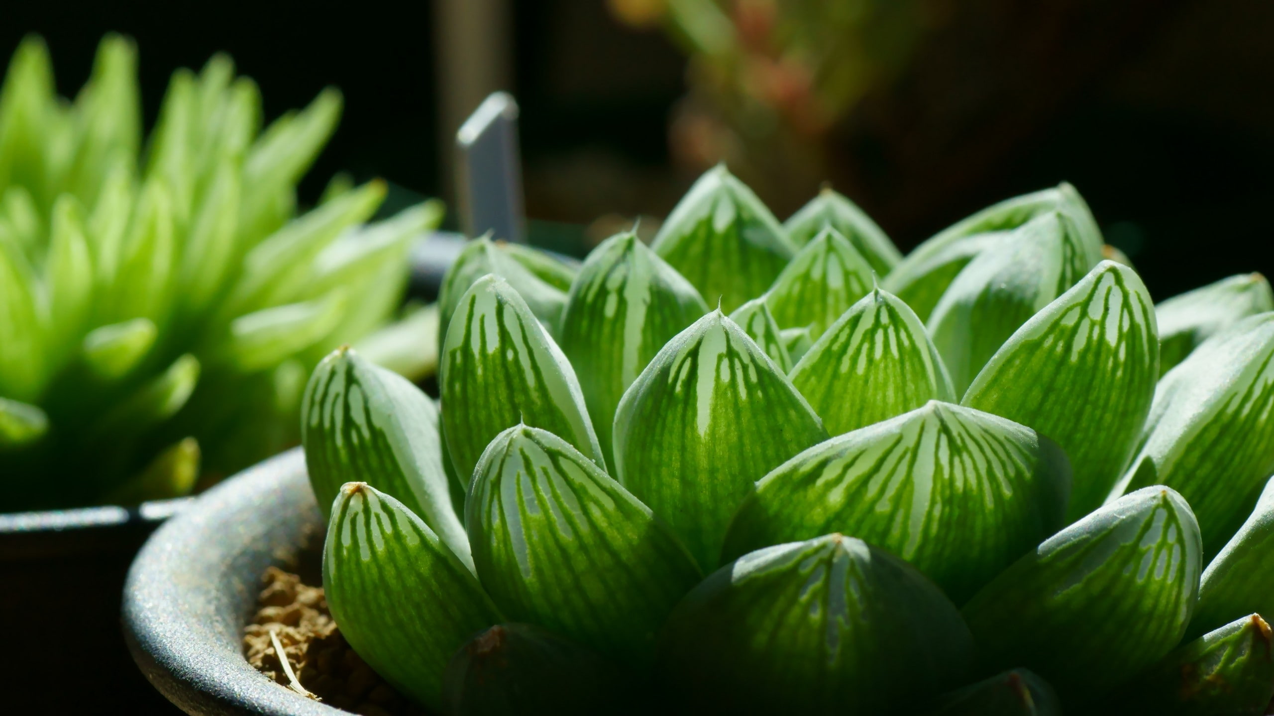2K, vegetable, focus on foreground, growth, succulent plant, selective focus, healthy eating, plant, nature, plants, beauty in nature, plant part, flowerpot, HD Wallpaper