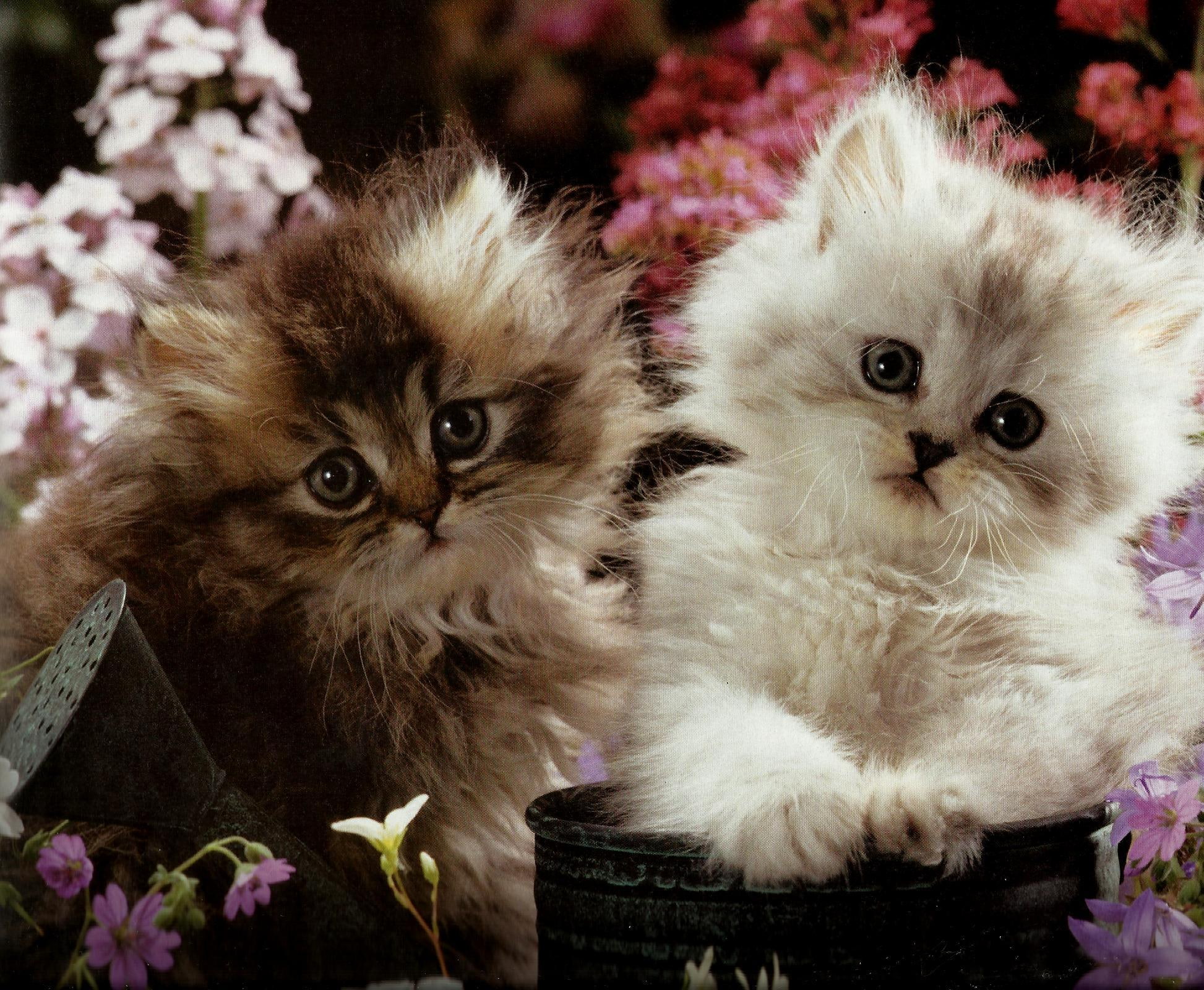 animals, flowers, kittens, water can, flowerpot, two, 1080P, feline, HD Wallpaper