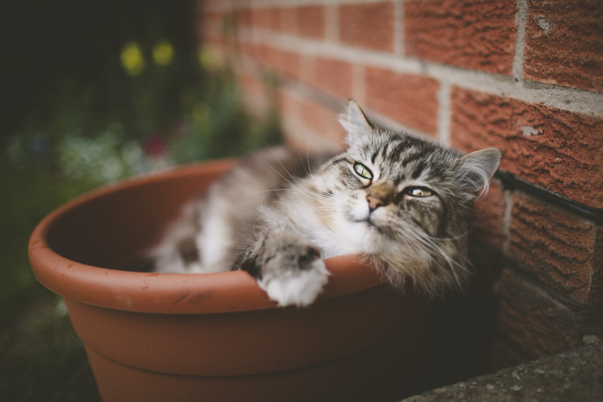 portrait, feline, brown, depth of field, domestic, vertebrate, 1080P, relaxation, day, mammal, flowerpot, no people, cat, brick, pets, wall, one animal, HD Wallpaper