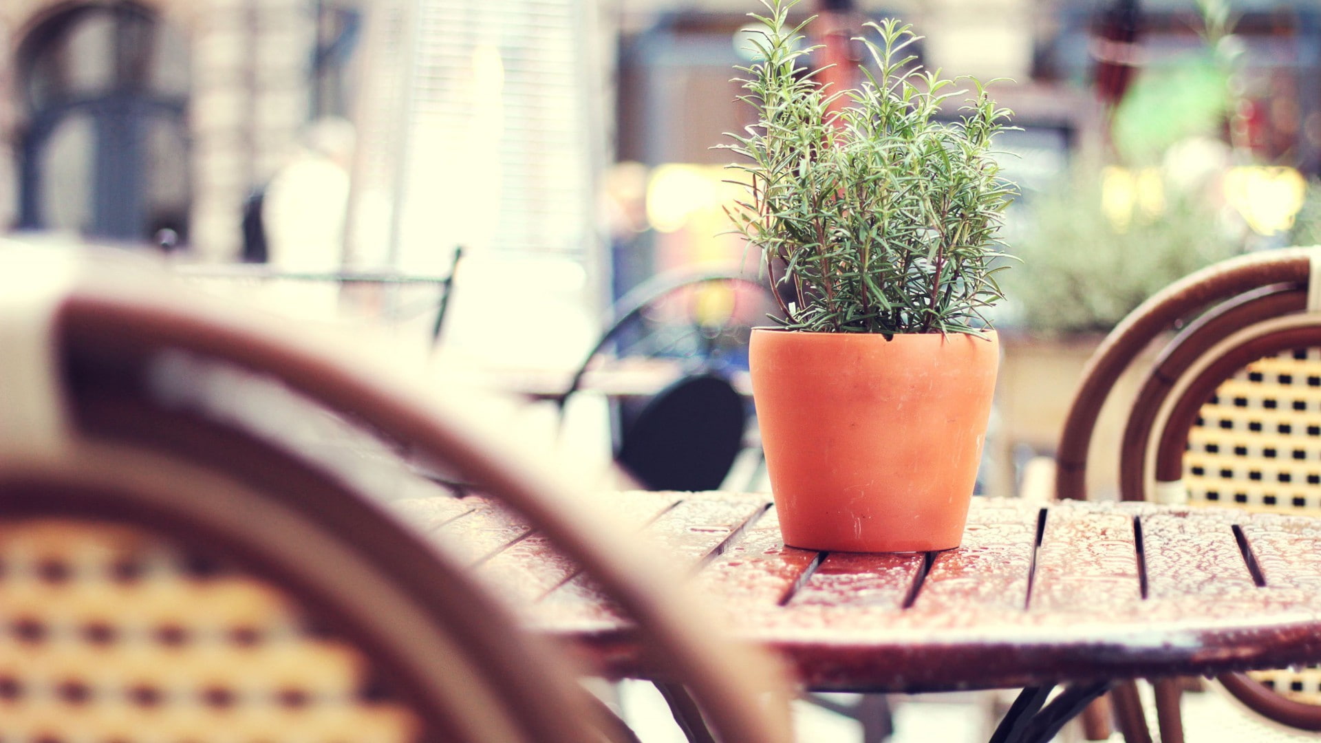flowerpot, chair, depth of field, table, 1080P, HD Wallpaper