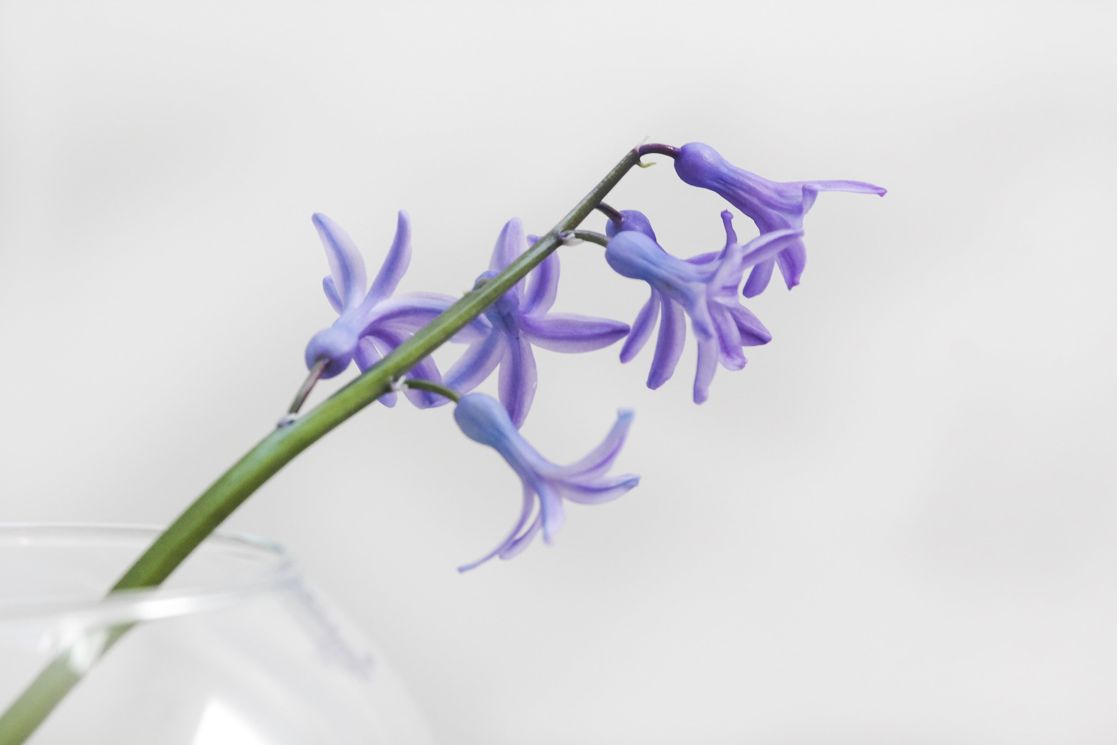 plant stem, purple, inflorescence, indoors, flower head, photography, copy space, plant, glass, beauty in nature, close-up, freshness, 4K, flower, vulnerability, HD Wallpaper