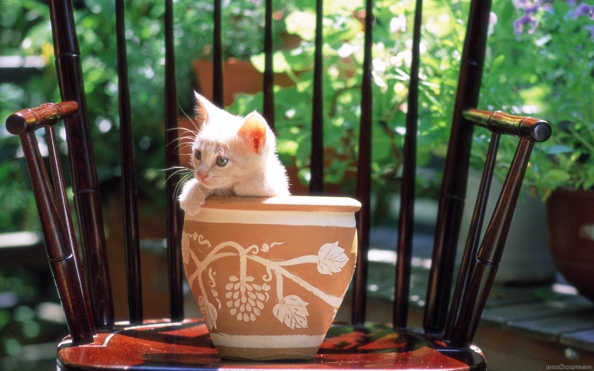 chair, flowerpot, 1080P, cute, animals, feline, kitten, HD Wallpaper