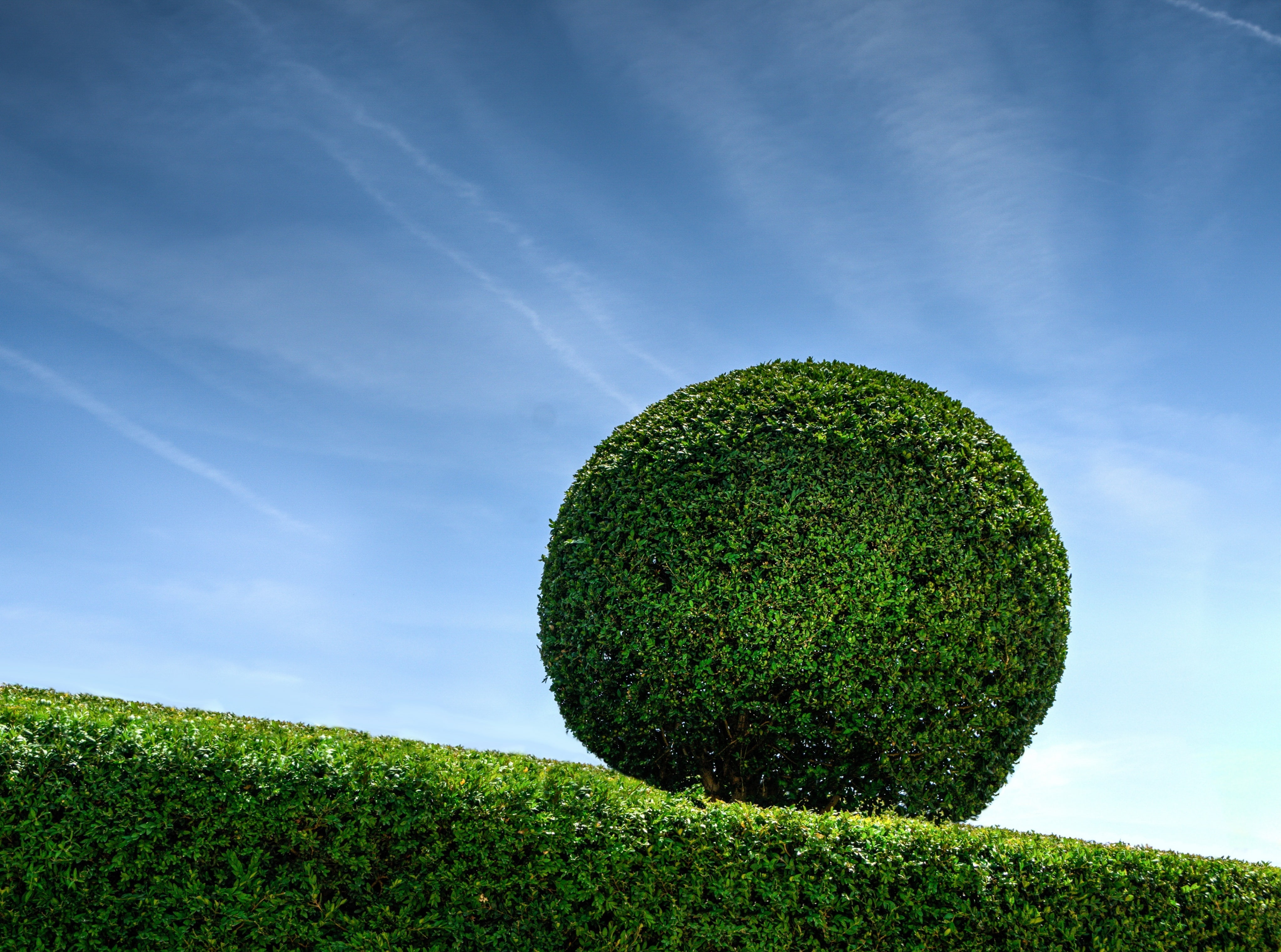 Plant, Blue, Park, tranquil scene, green color, Growth, Summer, buxus, bush, Green, outdoors, cloud - sky, Tree, grass, Outdoor, beauty in nature, Garden, HD Wallpaper