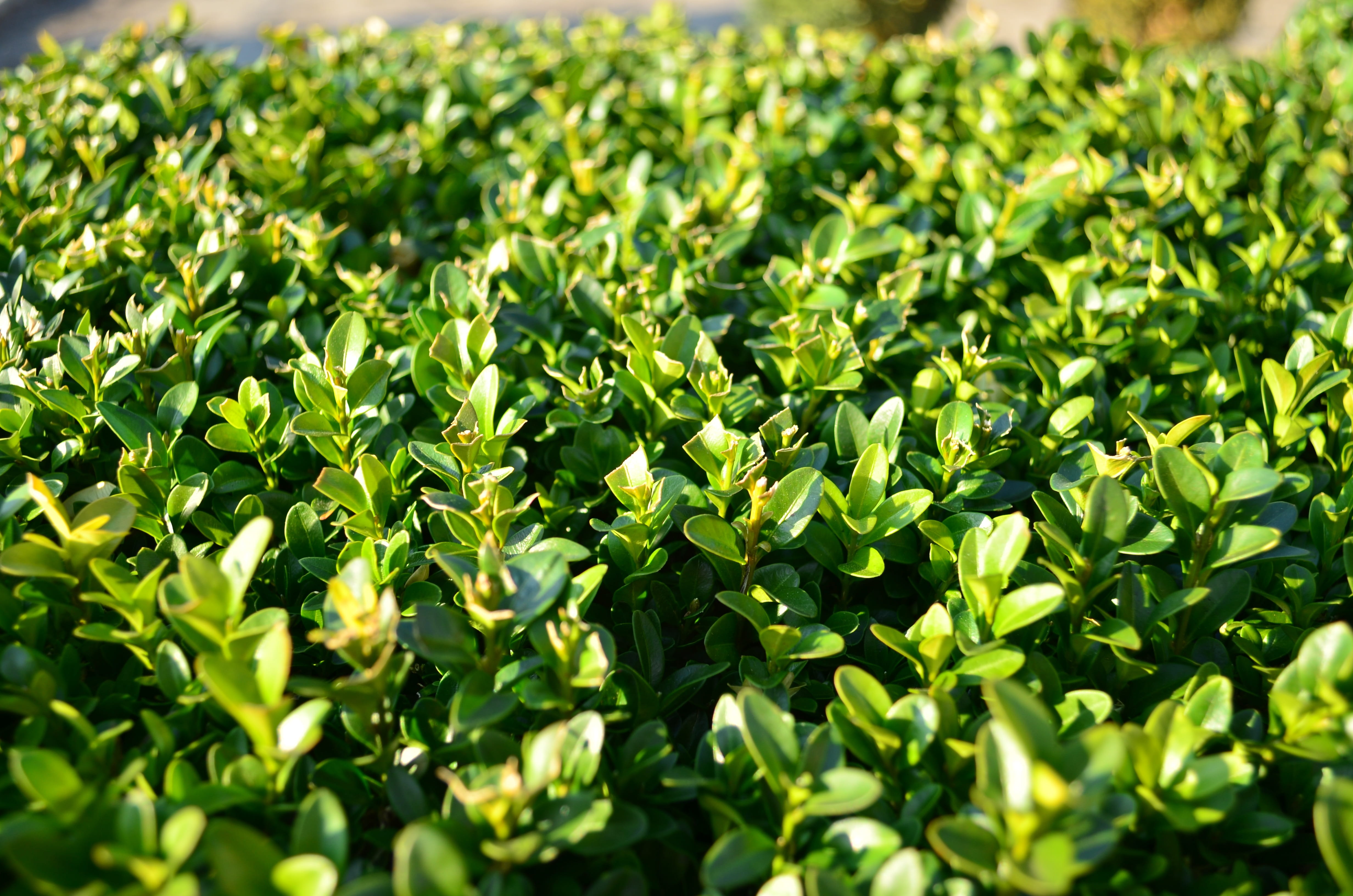 full frame, plant part, leaves, plantation, leaf, food and drink, nature, no people, tea leaves, plant, food, day, field, sunlight, 4K, freshness, boxwood, HD Wallpaper