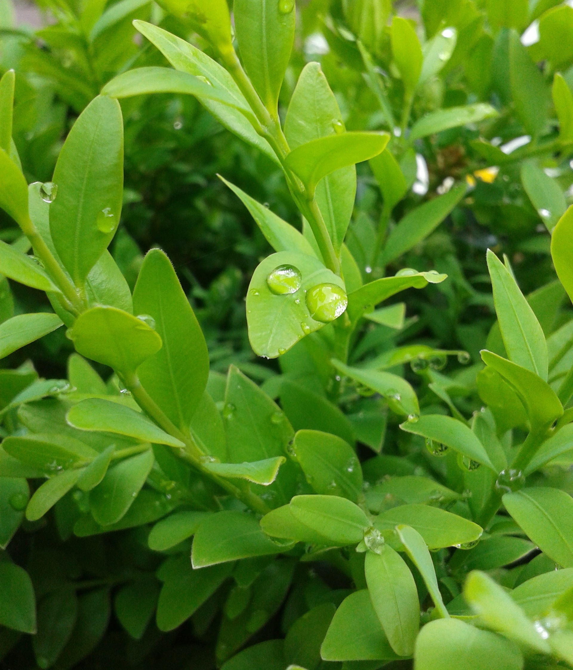 boxwood, drop of water, plant, invertebrate, dew, vulnerability, green, plant part, 1080P, flora, beauty in nature, no people, wet, nature, close-up, leaves, Phone HD Wallpaper