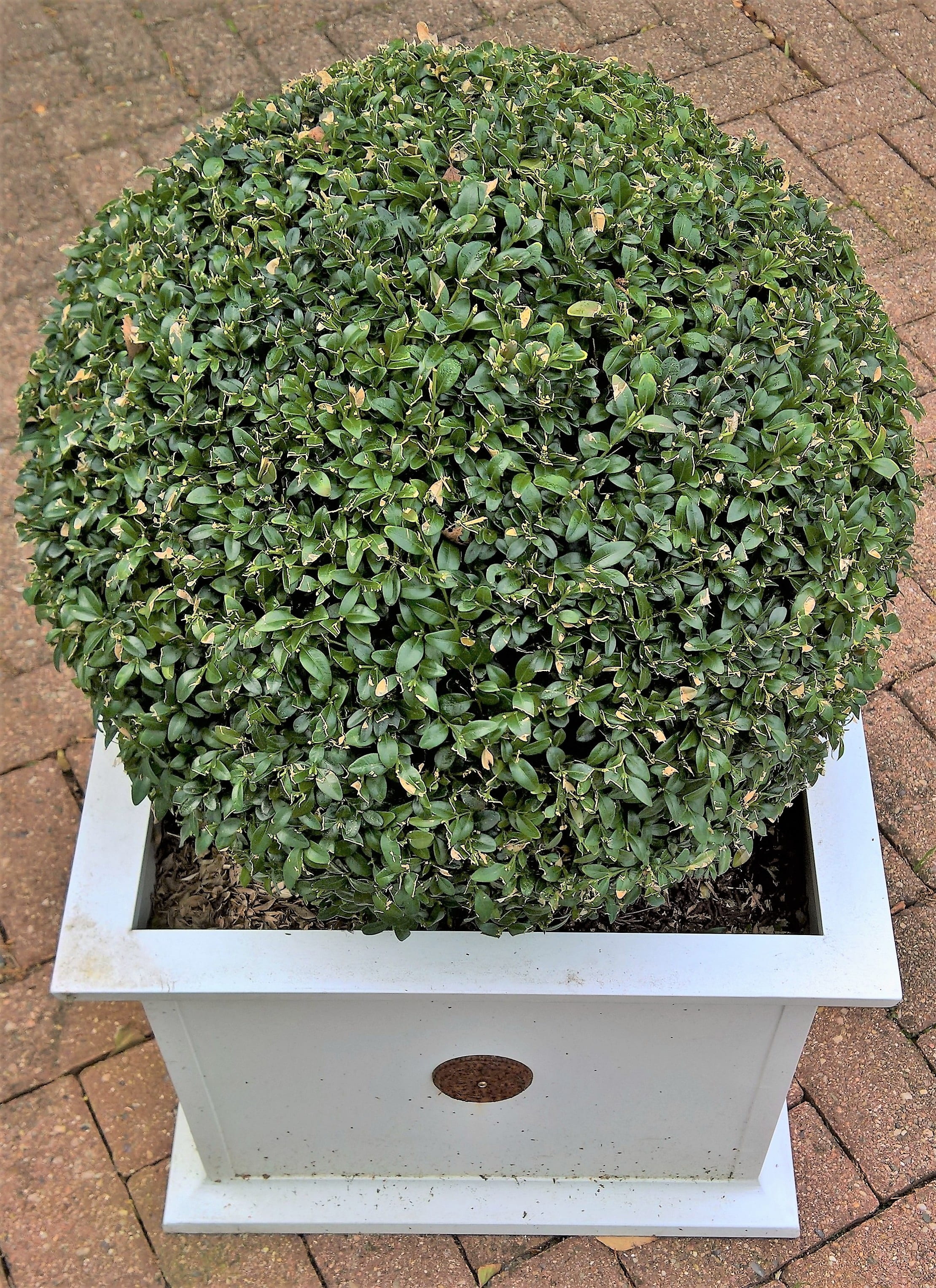 freshness, larnakes, food, outdoors, day, no people, 2K, boxwood ball, food and drink, container plant, white planters, plant, plant part, garden, container, Phone HD Wallpaper
