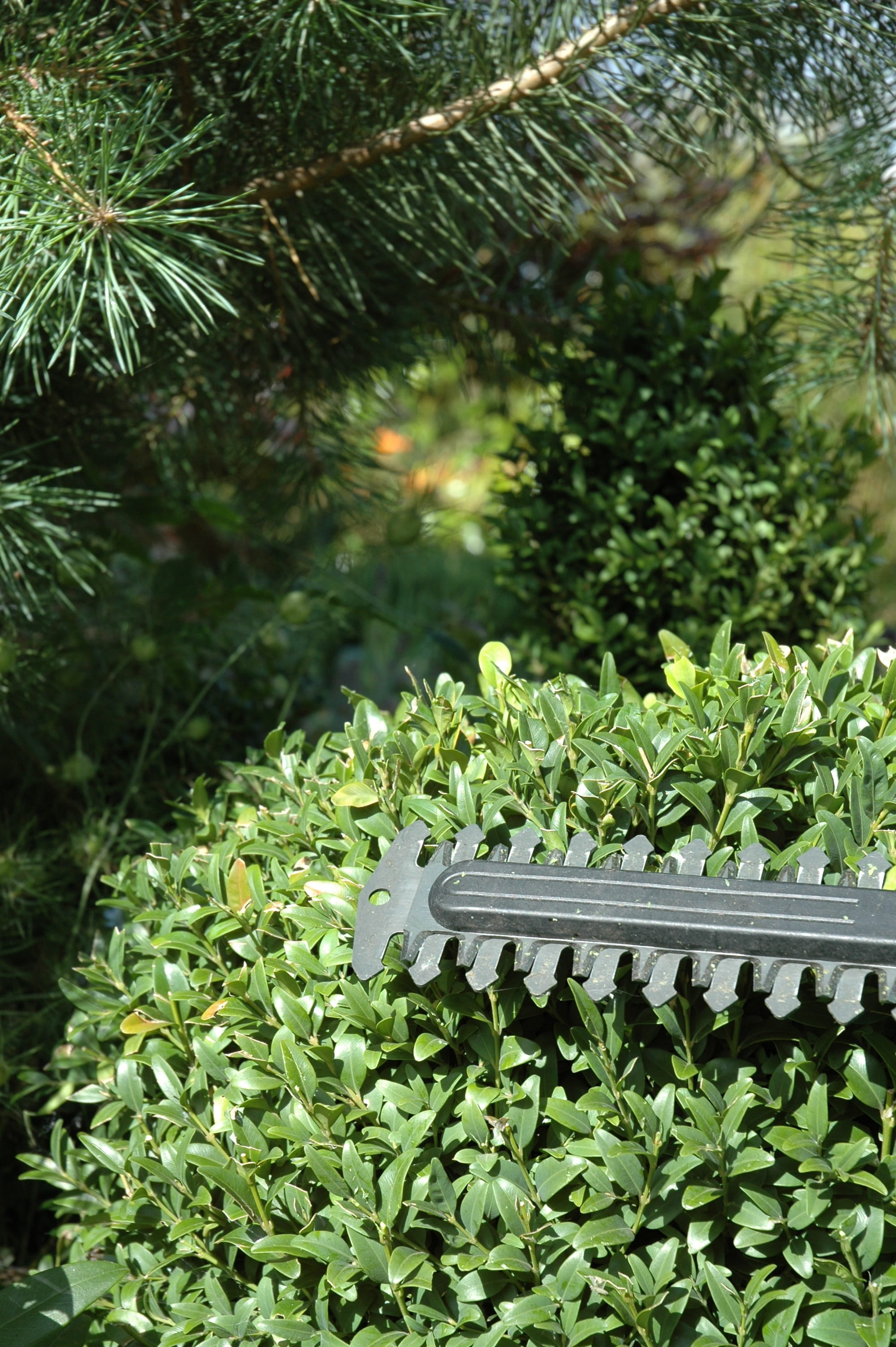 plant, leaf, nature, selective focus, tree, growth, hedge trimmer, tranquility, 2K, plant nursery, botany, Boxwood, Shrub, focus on foreground, sunlight, Phone HD Wallpaper