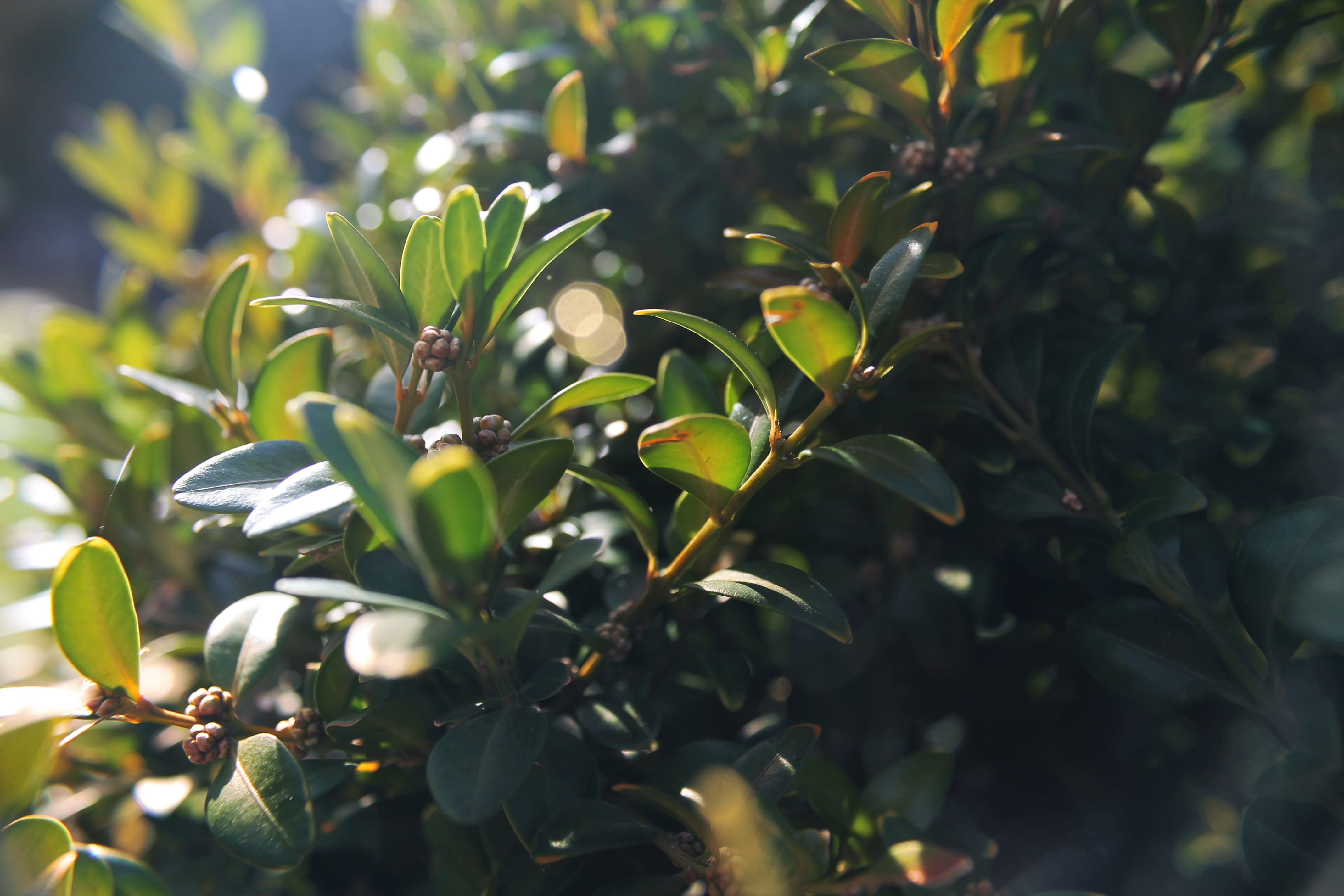 hedge, fruit, gardening, garden, beauty in nature, green, 4K, close-up, branches, buxus, plant, buxaceae, food and drink, food, tree, green color, evergreen, HD Wallpaper
